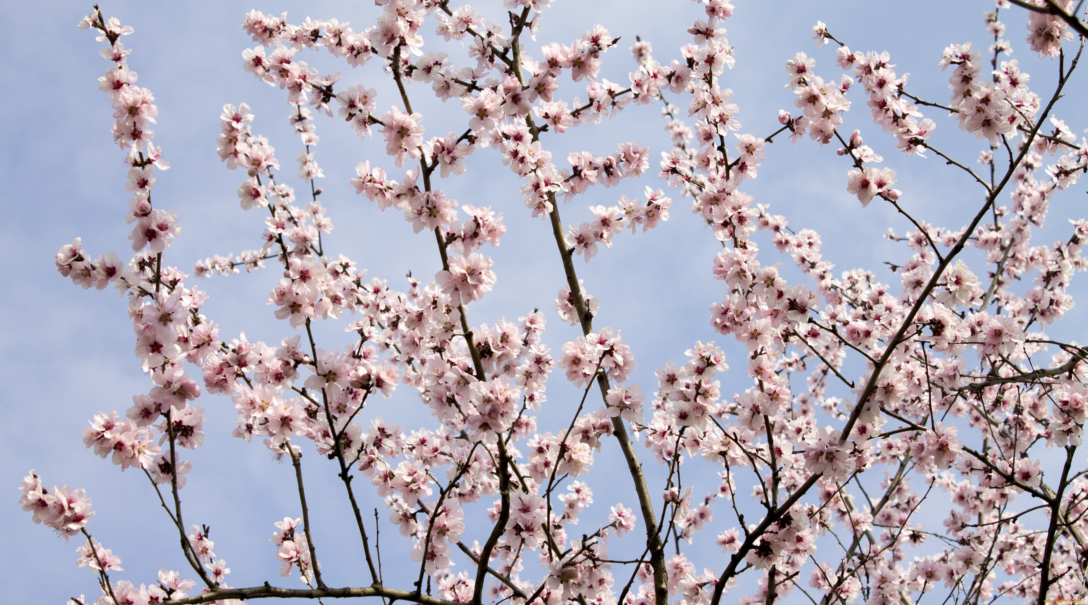 цветы, цветущие, деревья, , , кустарники, лепестки, ветки