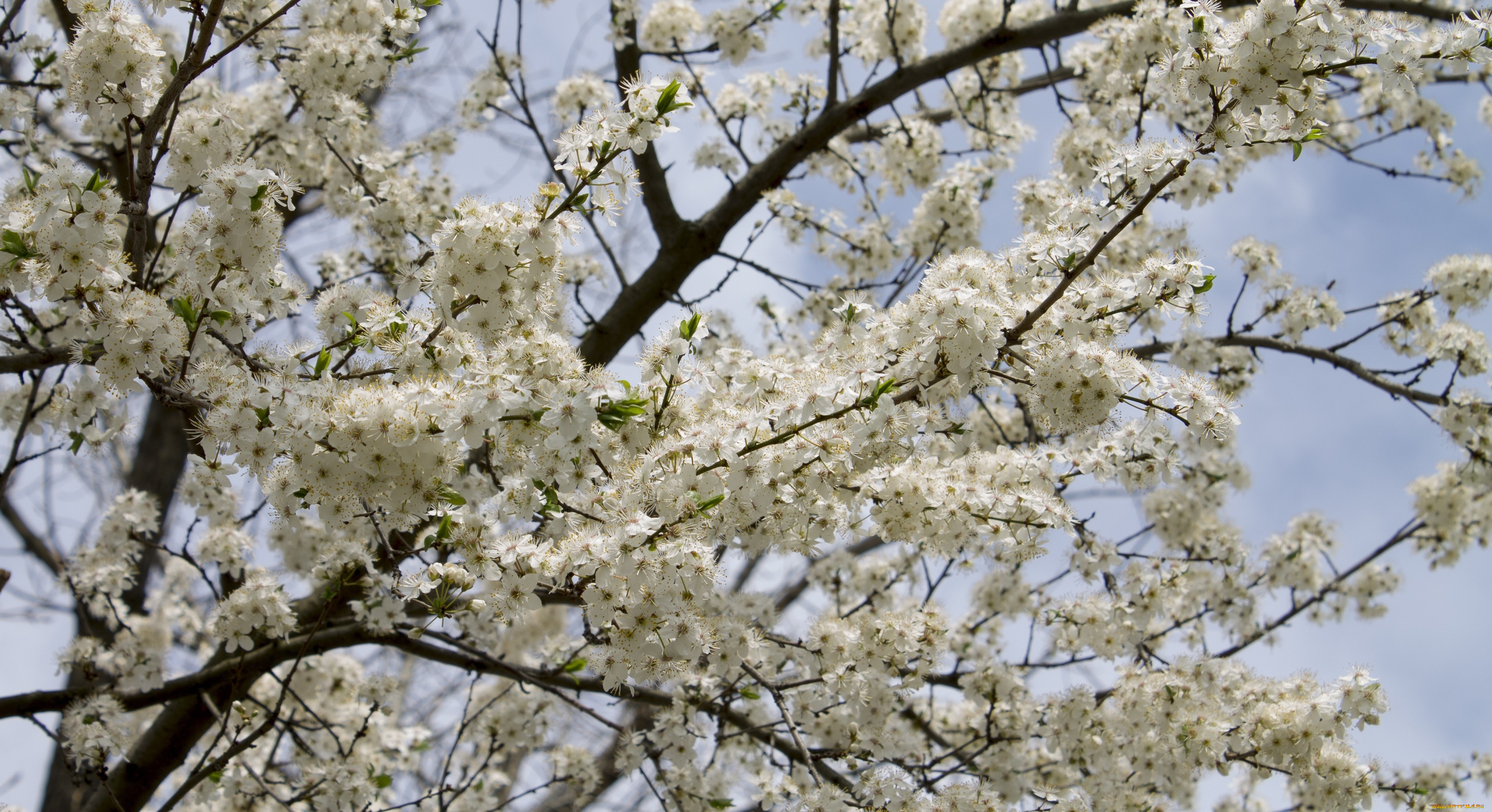 цветы, цветущие, деревья, , , кустарники, лепестки, ветки