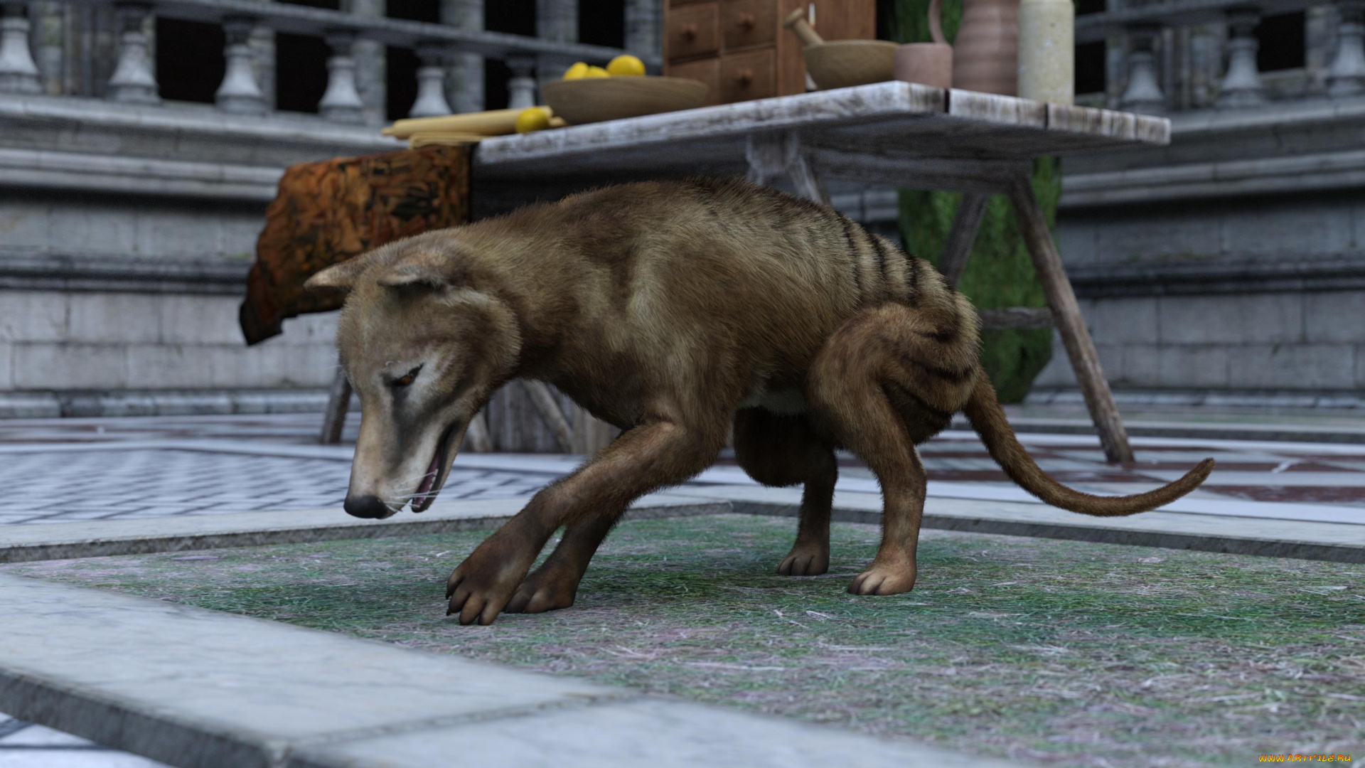 3д, графика, животные, , animals, сумчастый, волк