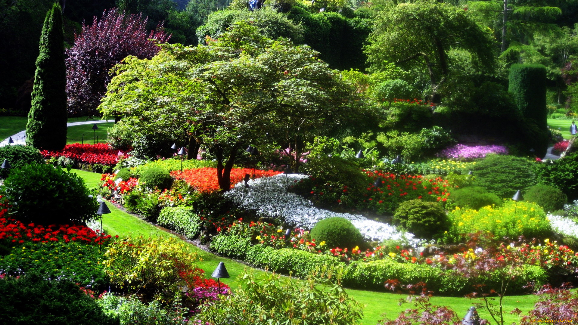 природа, парк, клумбы