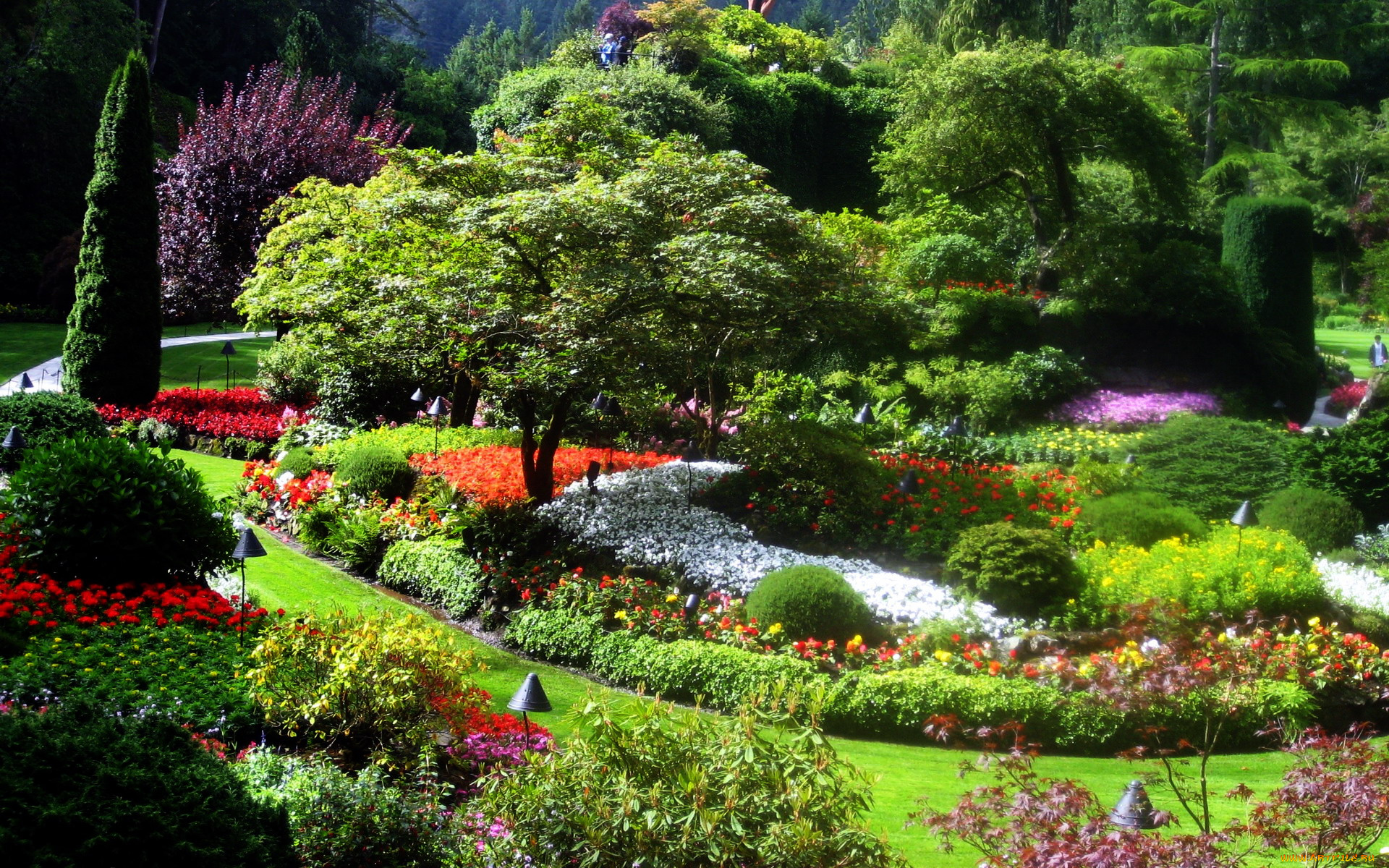 природа, парк, клумбы