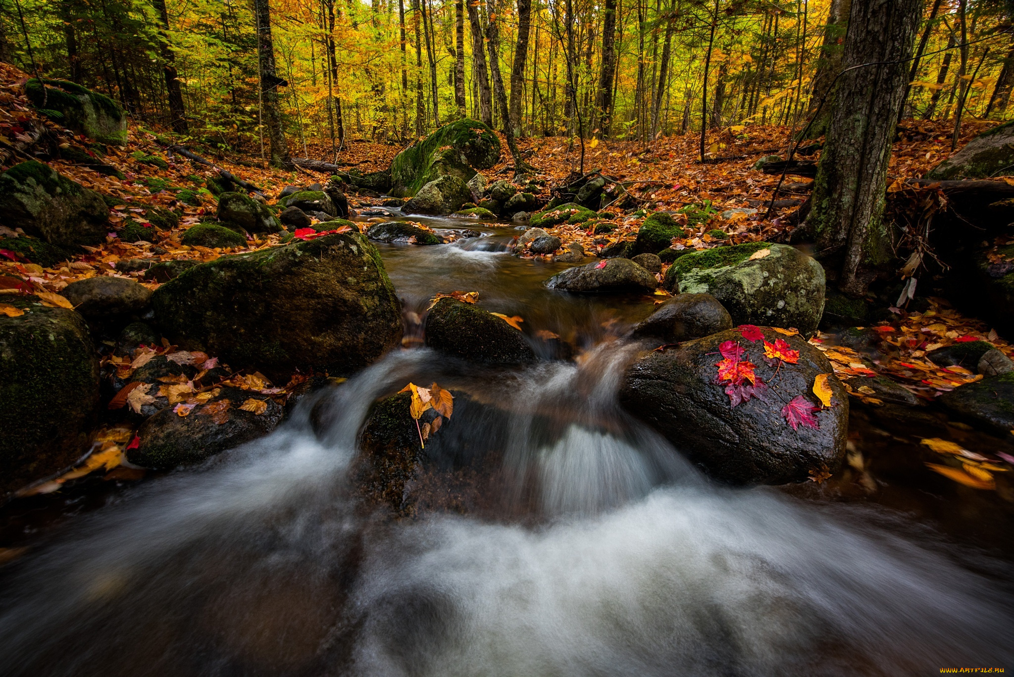 природа, реки, озера, осень, река, деревья, лес