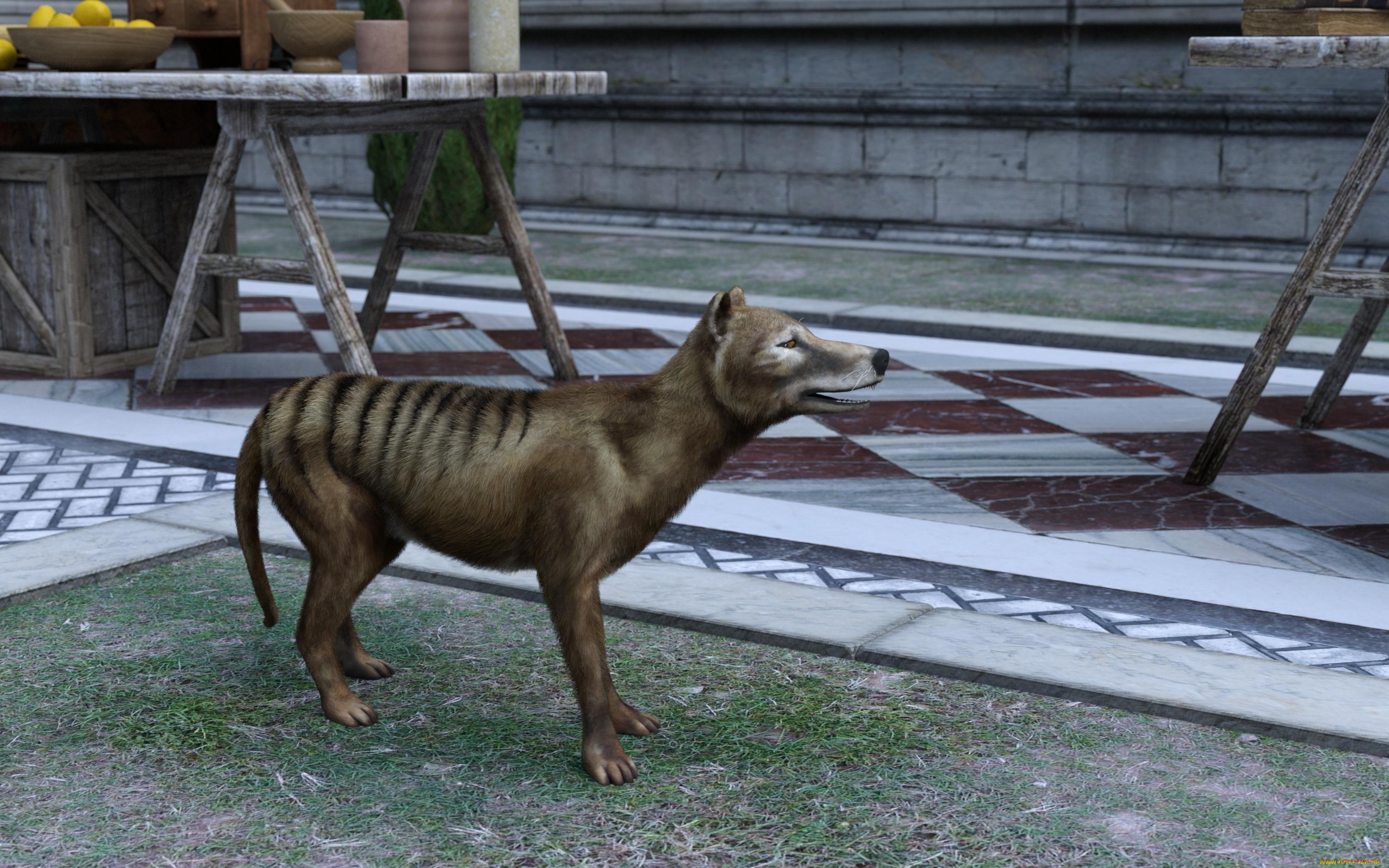 3д, графика, животные, , animals, сумчастый, волк