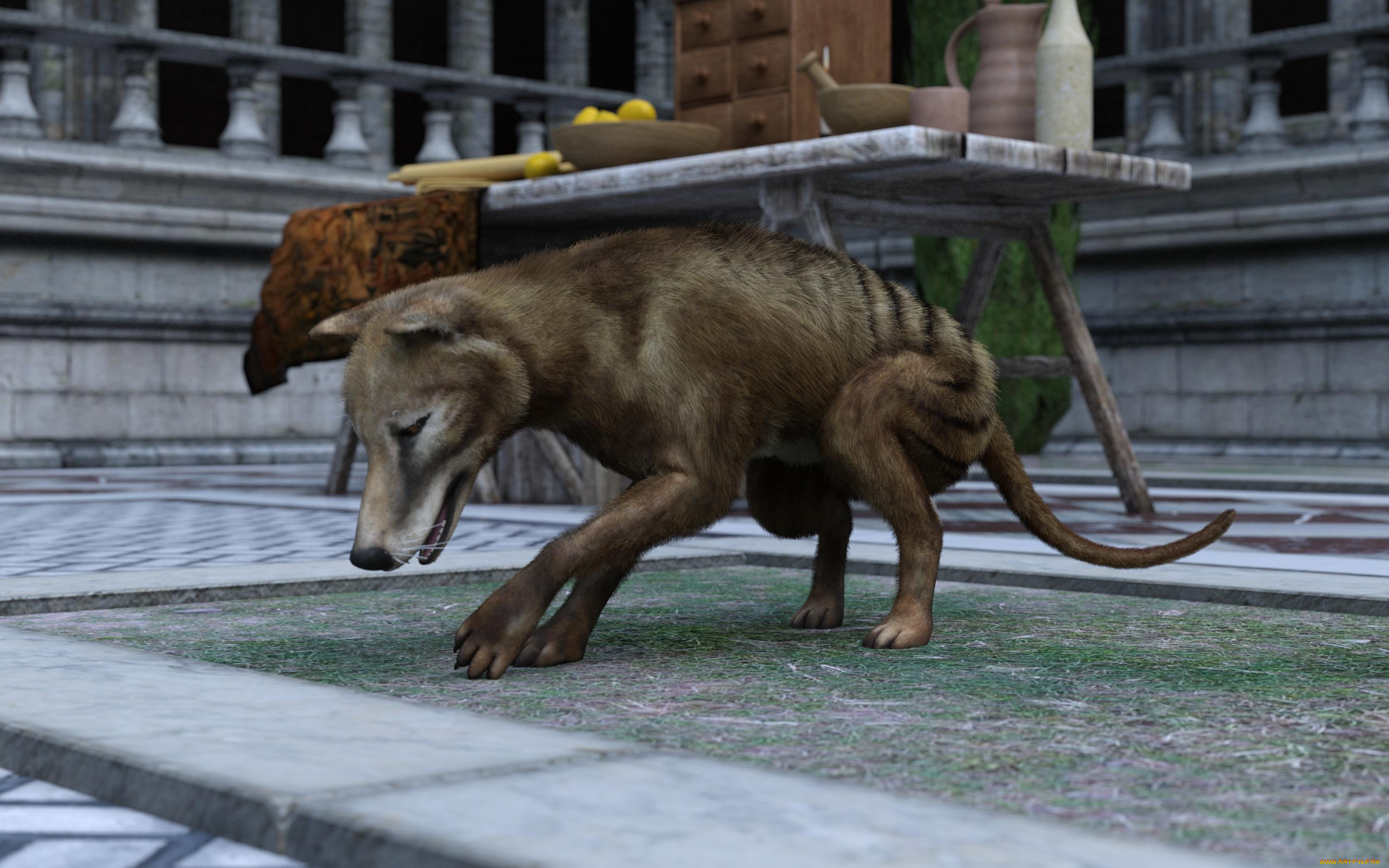 3д, графика, животные, , animals, сумчастый, волк