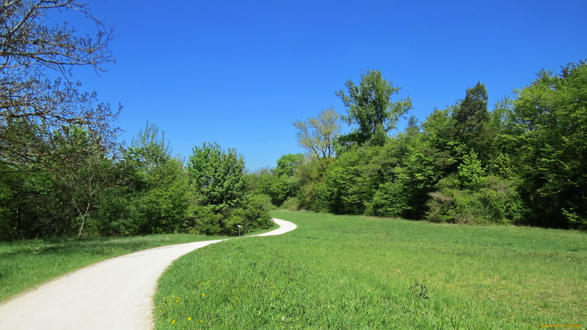 природа, дороги, луг, лес, дорога