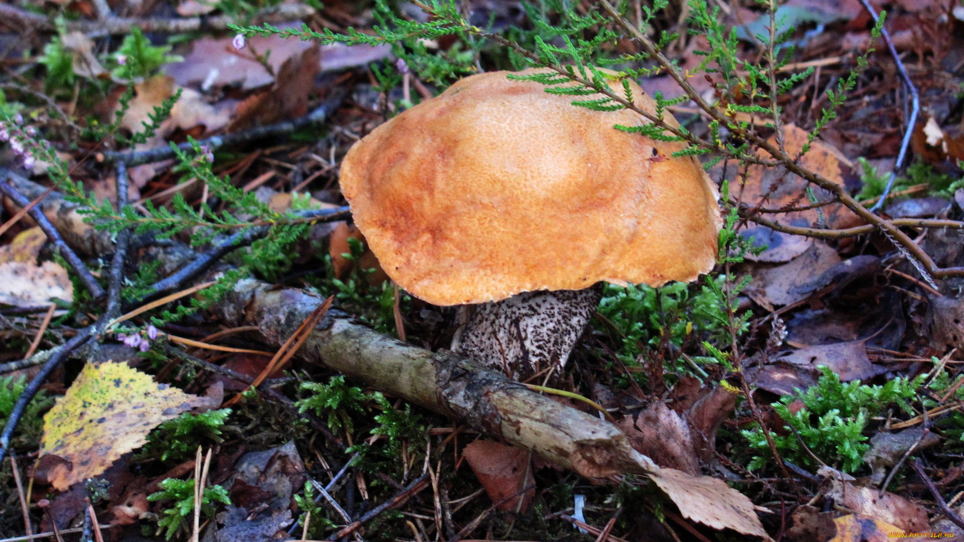 природа, грибы, подосиновик