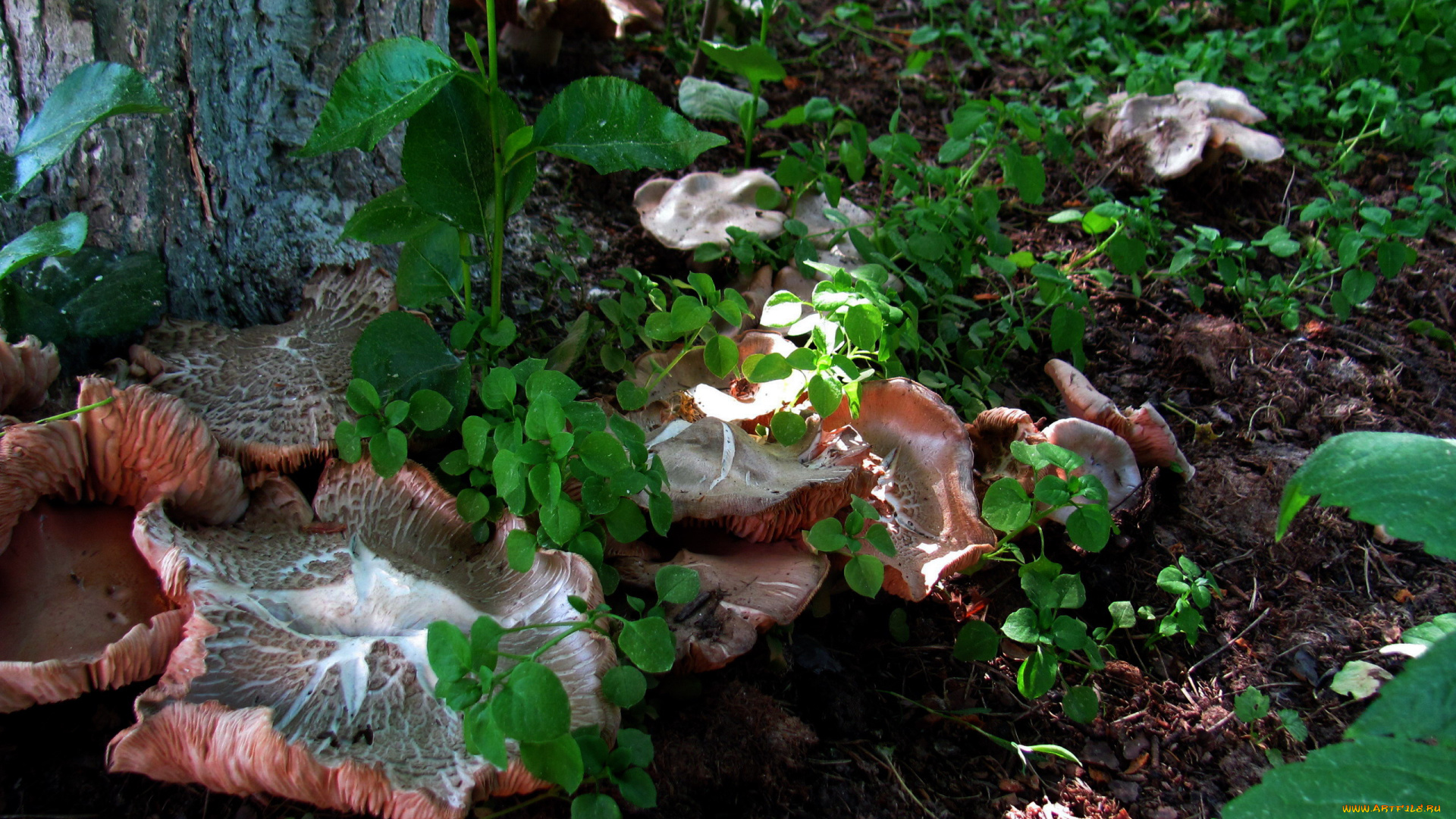 природа, грибы, шляпки