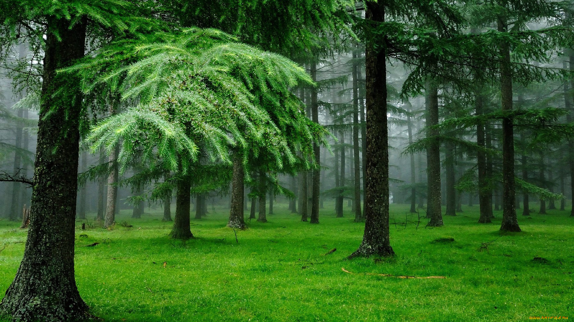 природа, лес, утро, туман, деревья, трава, ели