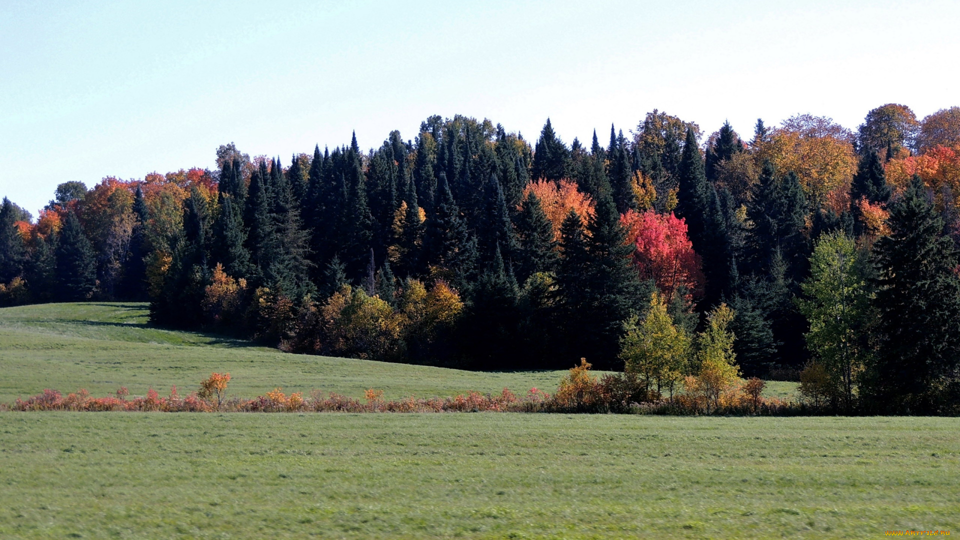 природа, луга, осень