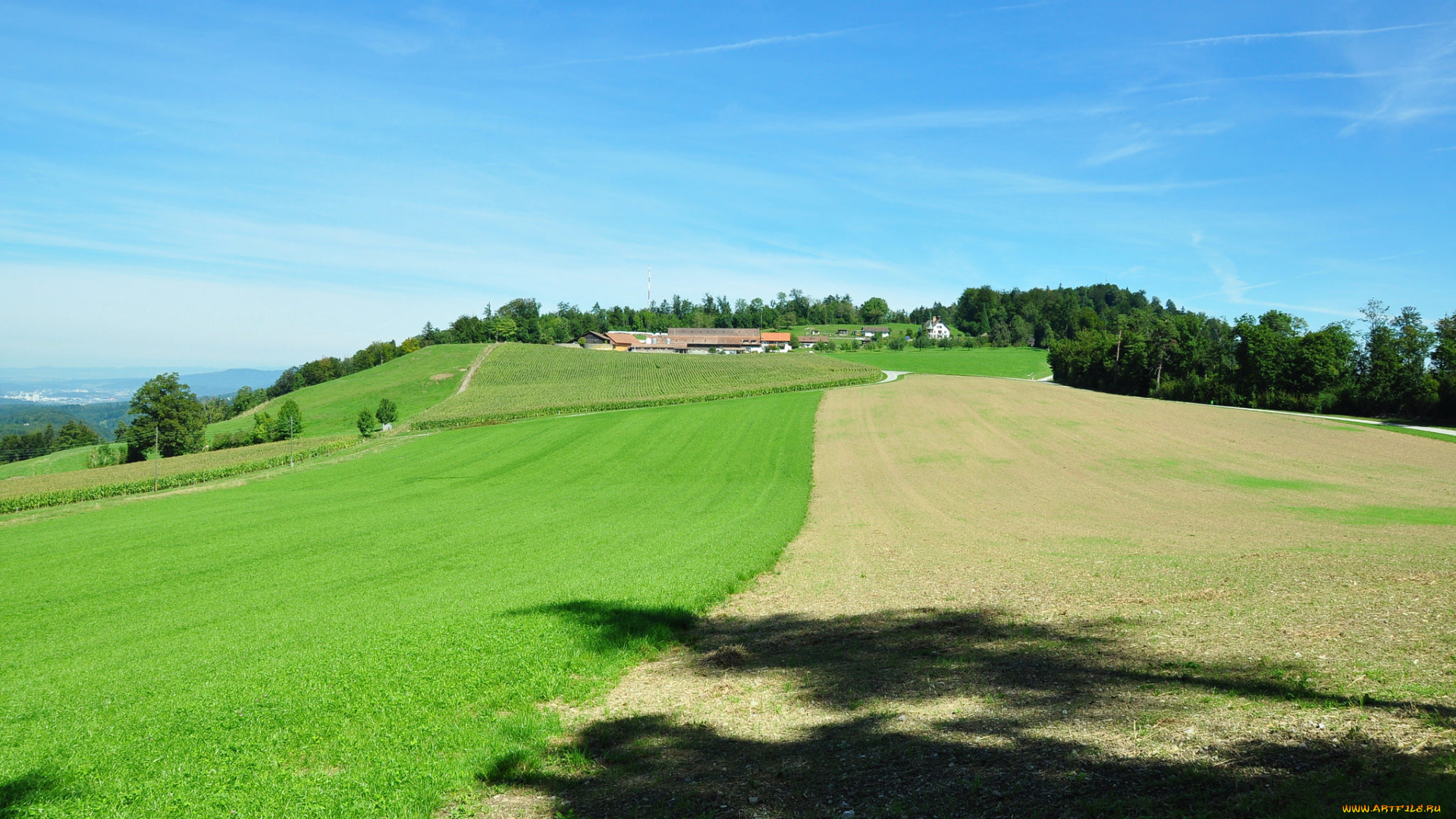 природа, поля, поле, лес, деревья