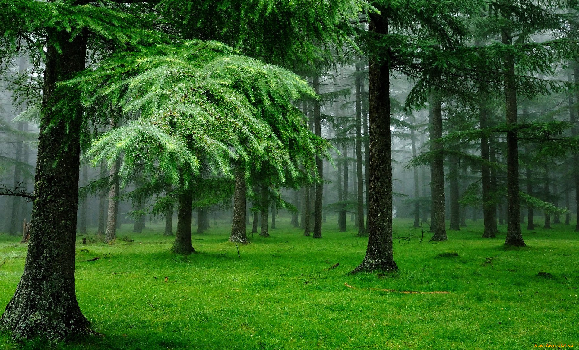 природа, лес, утро, туман, деревья, трава, ели