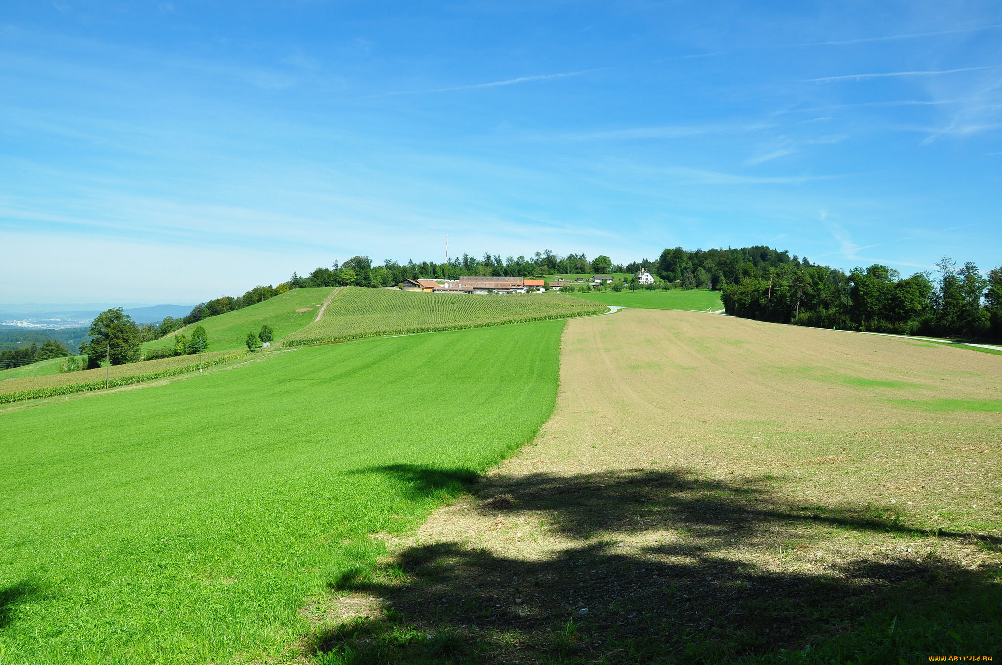 природа, поля, поле, лес, деревья