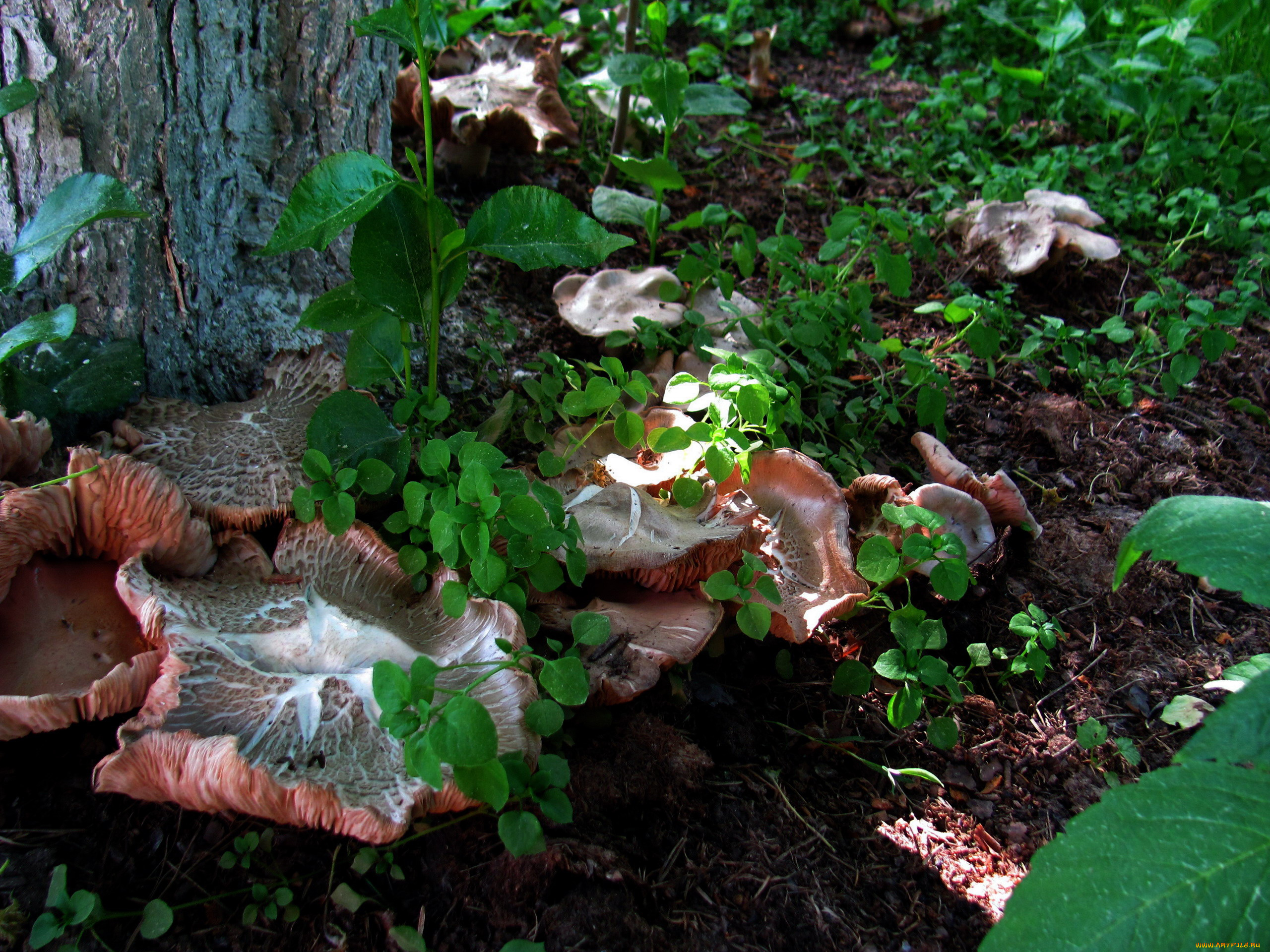 природа, грибы, шляпки