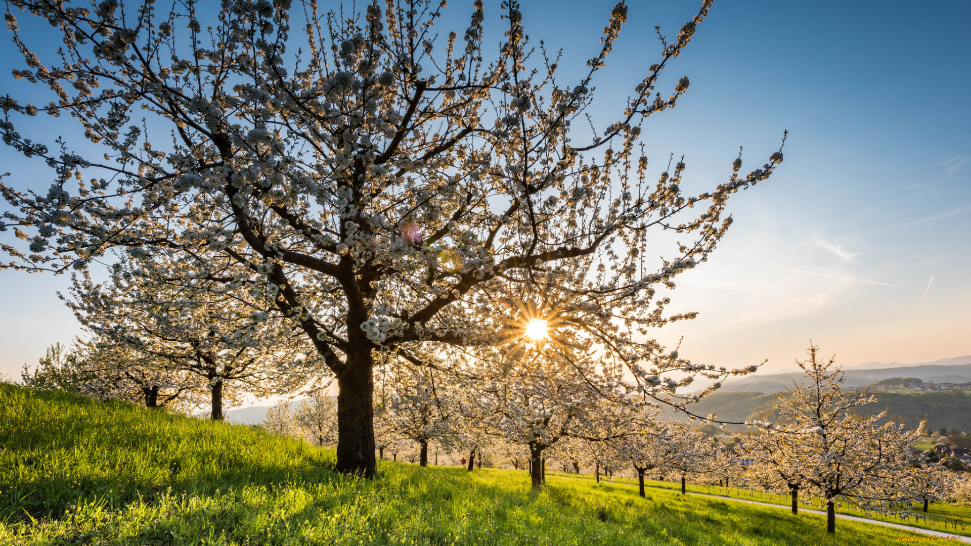 природа, деревья, простор