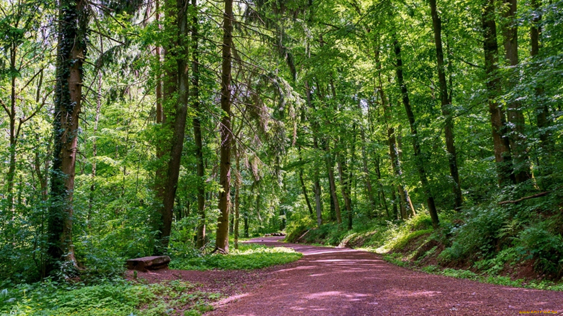 природа, дороги, лес, лето, деревья, дорога