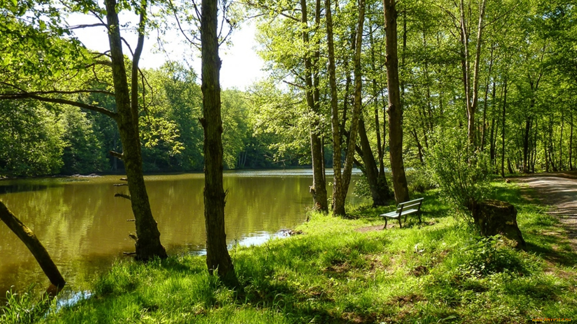 природа, лес, деревья, вода