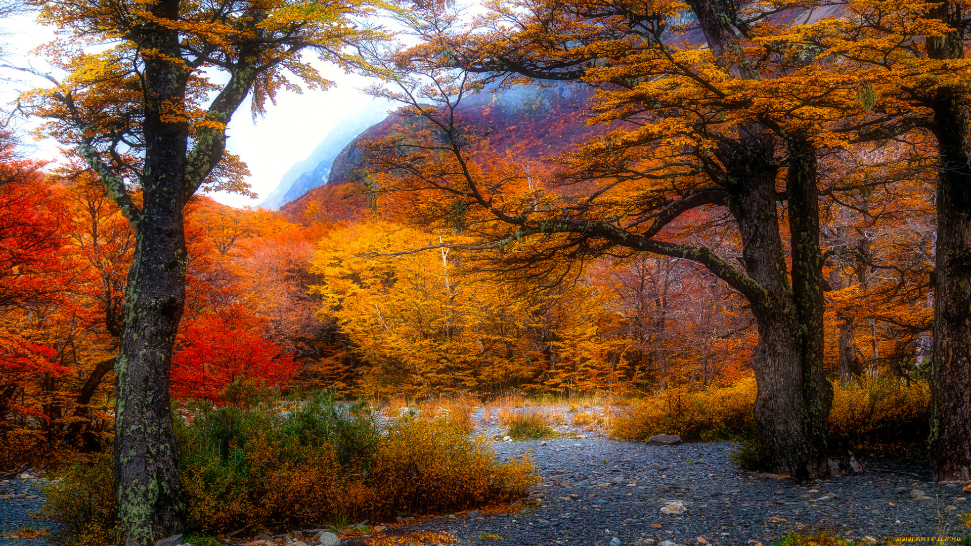 природа, лес, простор