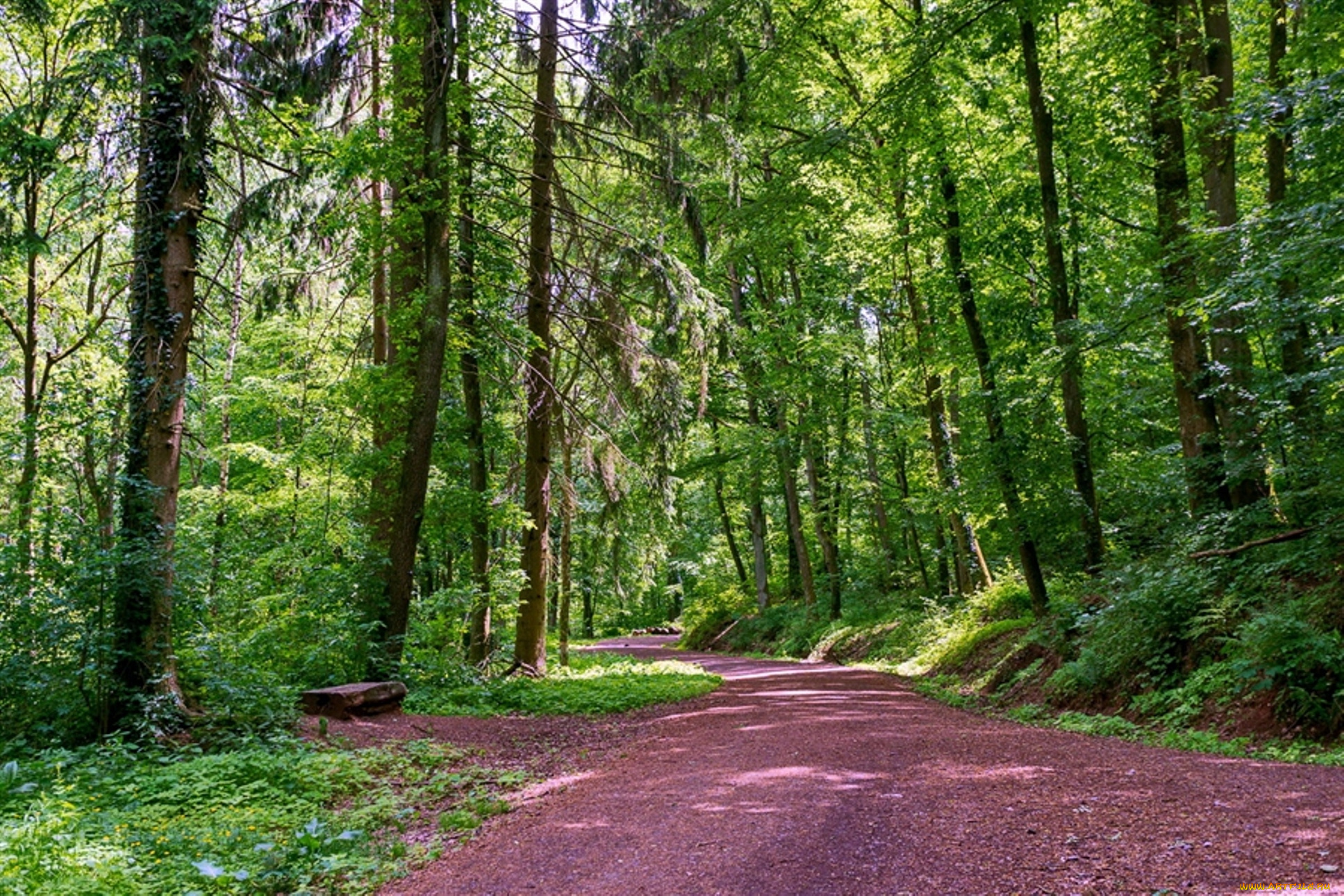 природа, дороги, лес, лето, деревья, дорога