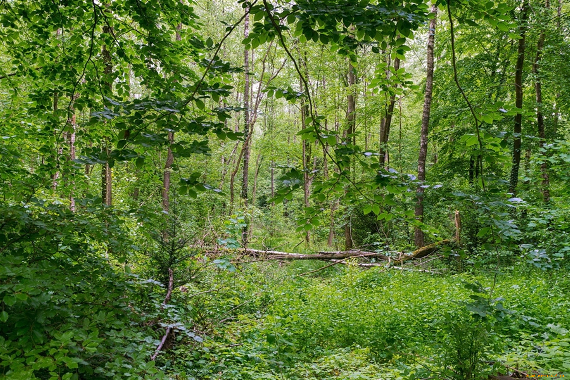 природа, лес, деревья