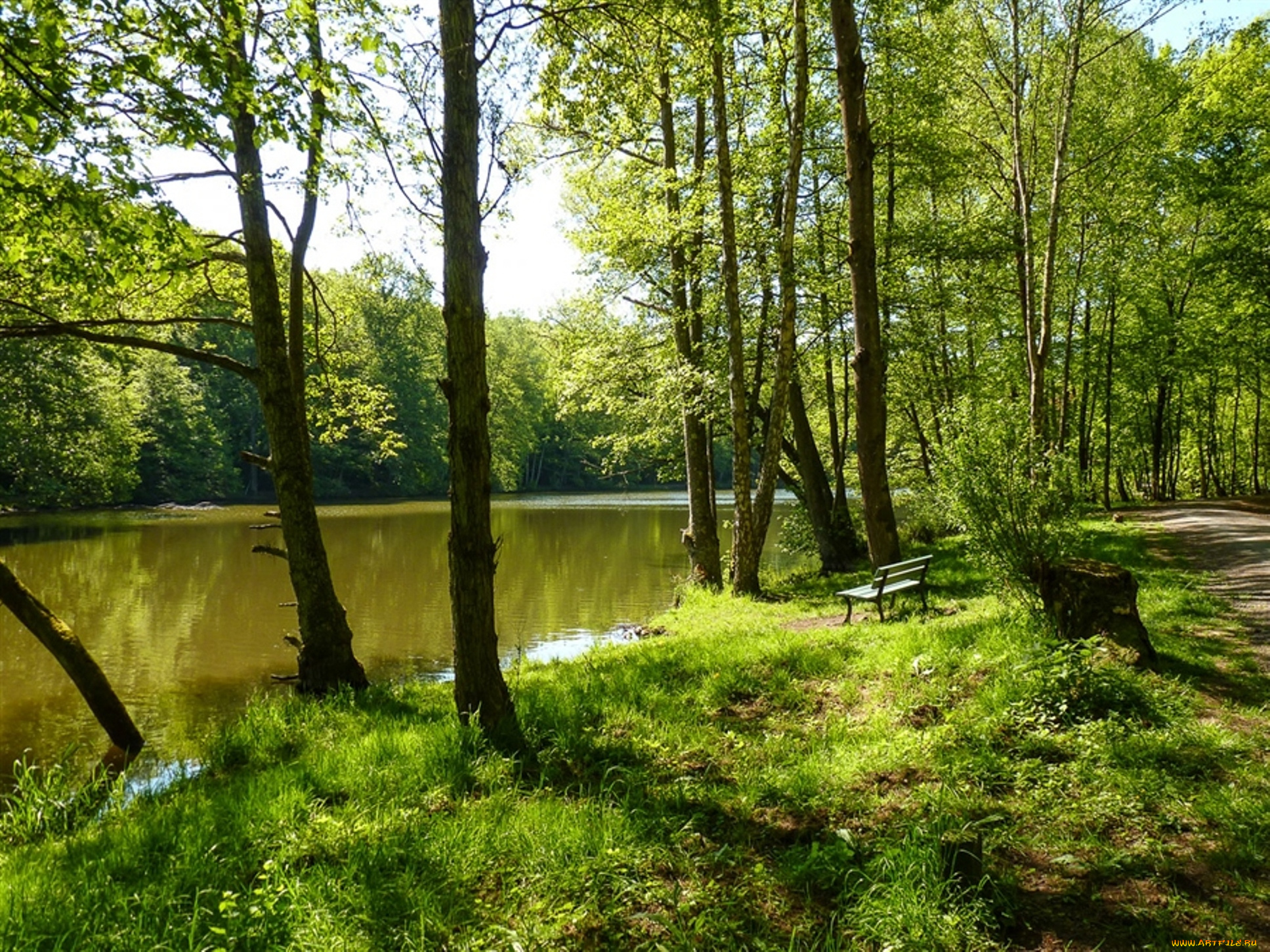природа, лес, деревья, вода