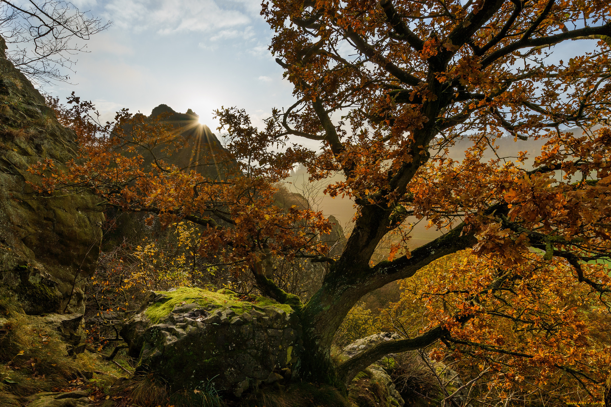 природа, деревья, простор