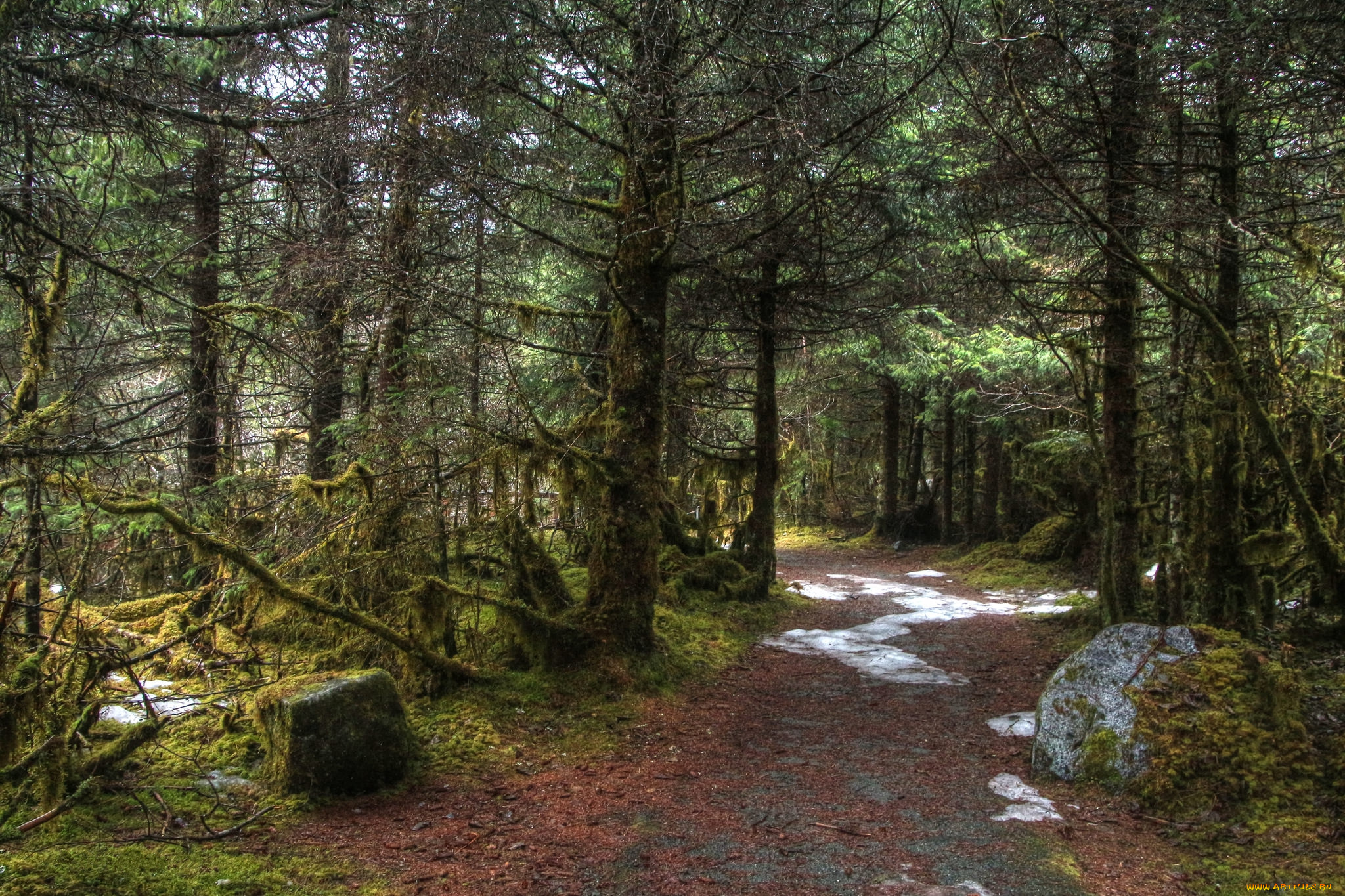 природа, лес, простор