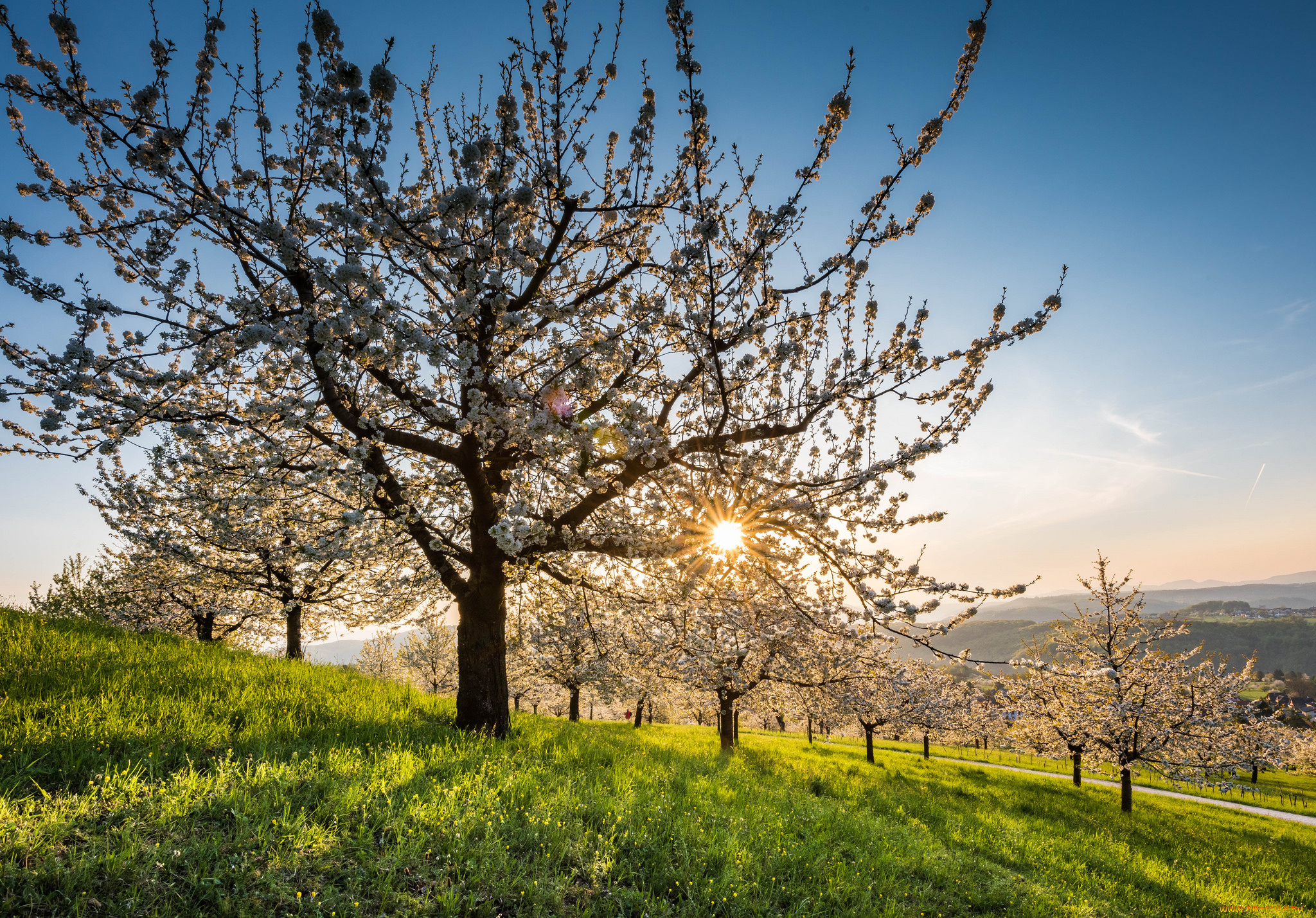 природа, деревья, простор