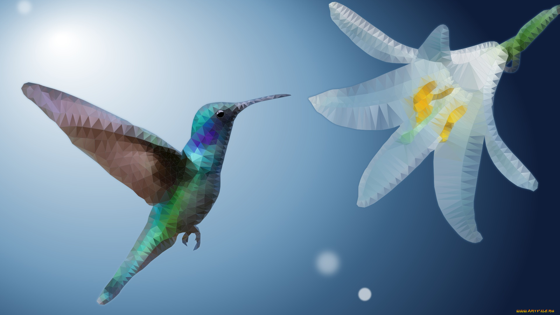 векторная, графика, животные, , animals, колибри, ave, цветок, low, poly, экзотические, оперение