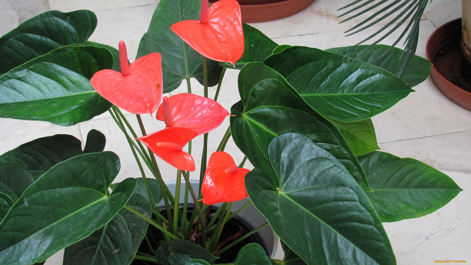 цветы, антуриум, , цветок, фламинго, алый, антуриум