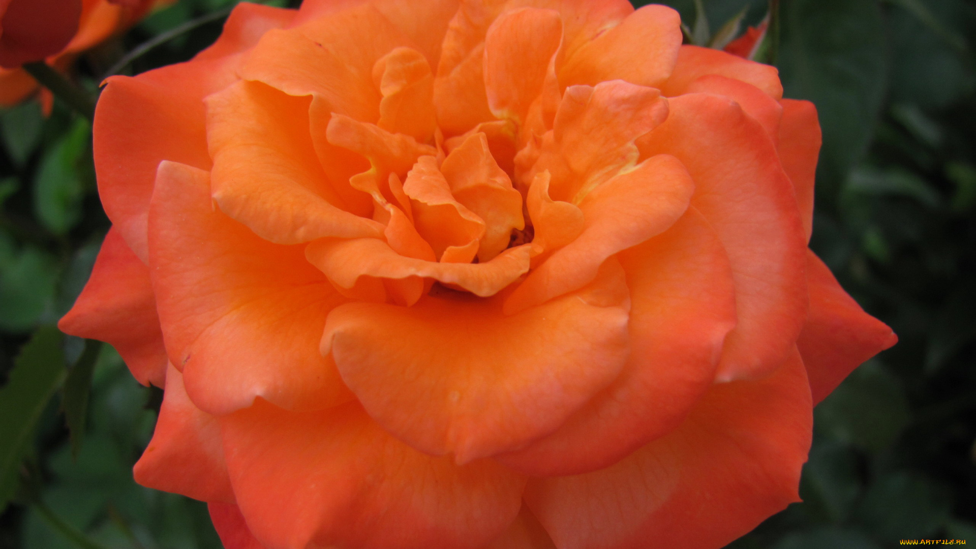 цветы, розы, персиковая, роза, макро