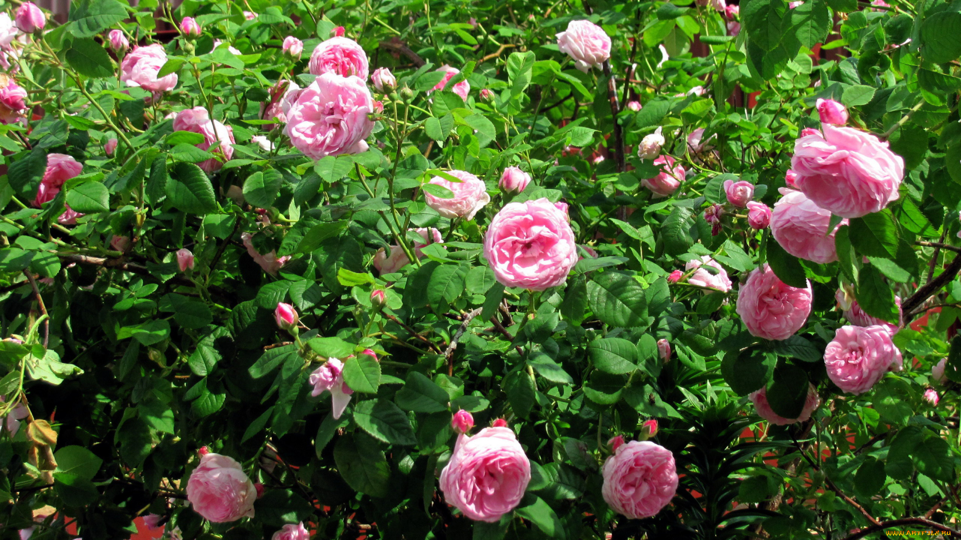 цветы, розы, розовые, куст