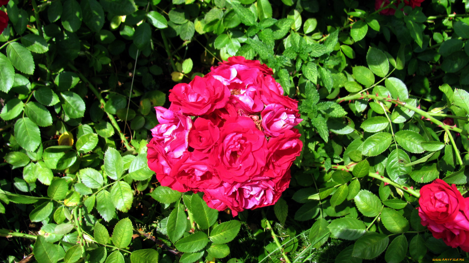 цветы, розы, розовые, куст