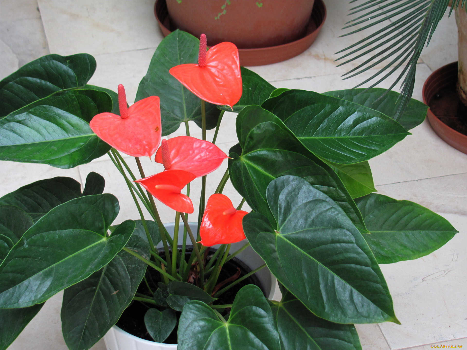 цветы, антуриум, , цветок, фламинго, алый, антуриум