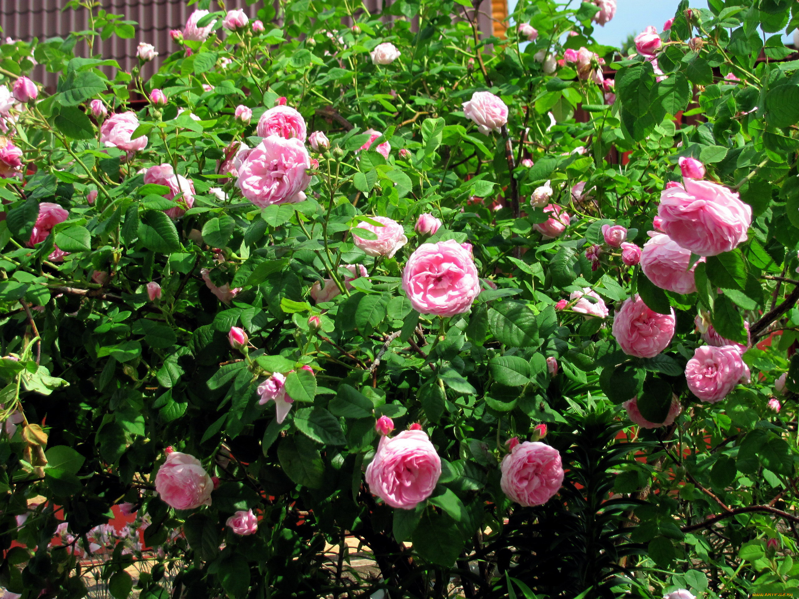цветы, розы, розовые, куст