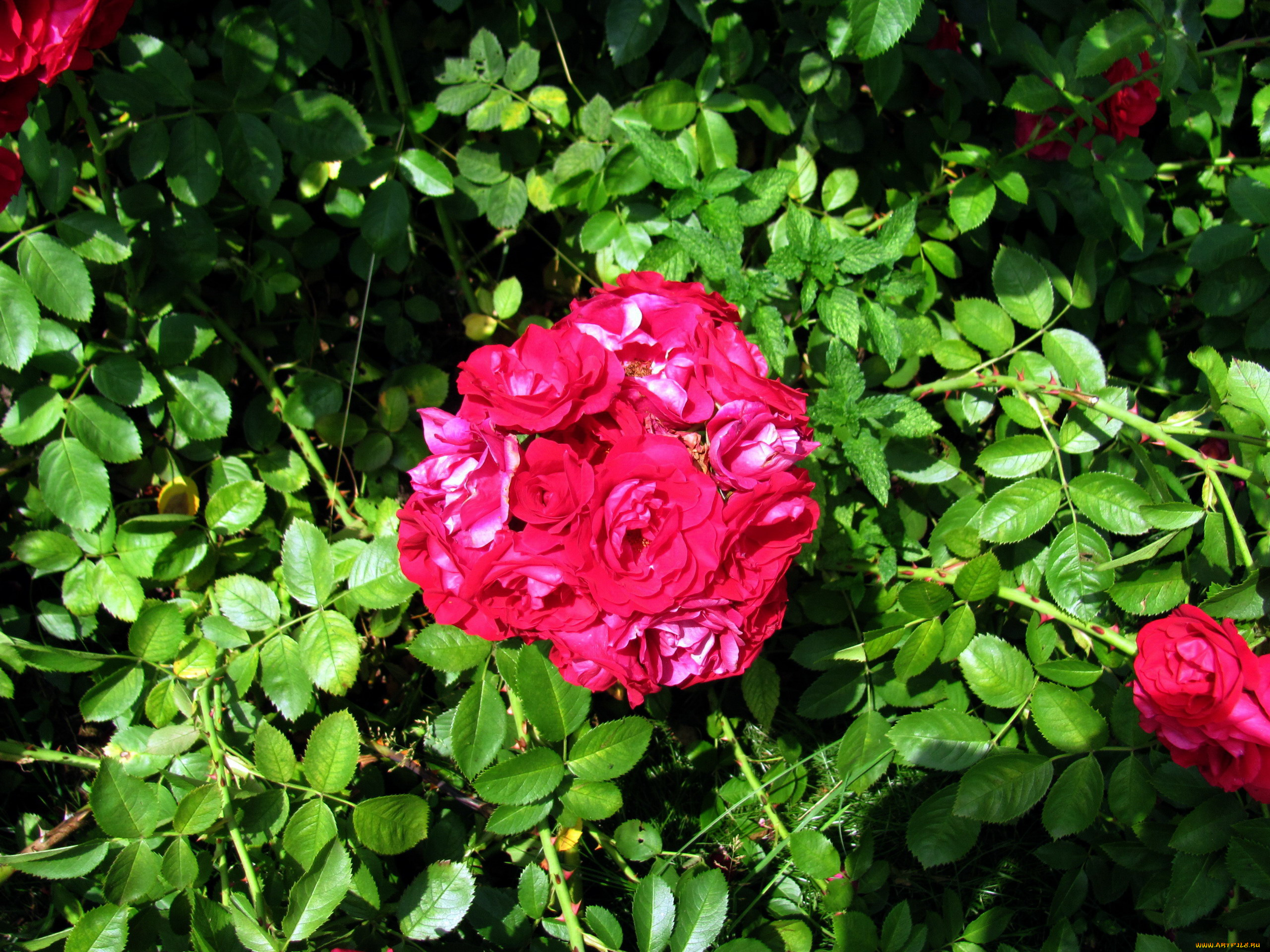 цветы, розы, розовые, куст