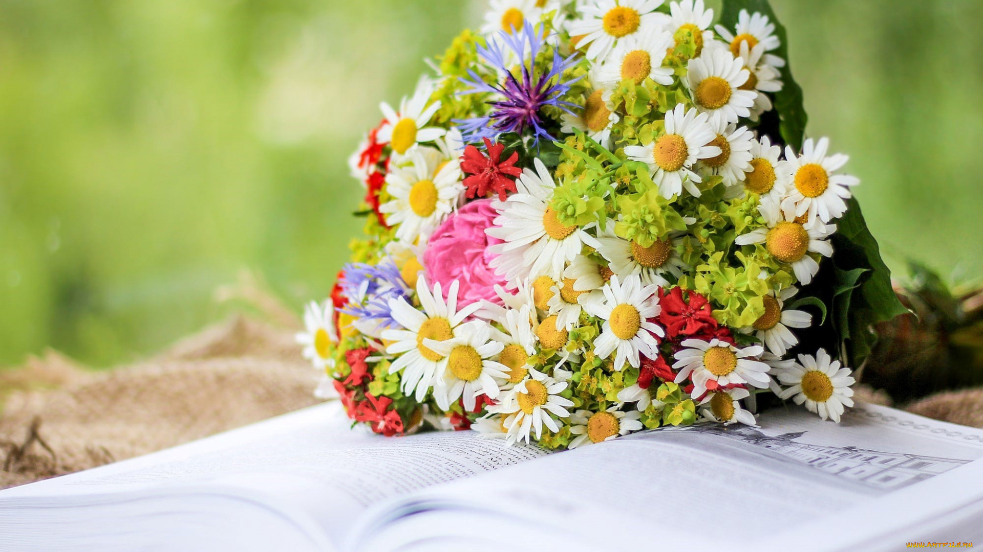 цветы, букеты, , композиции, ромашки, букет, васильки