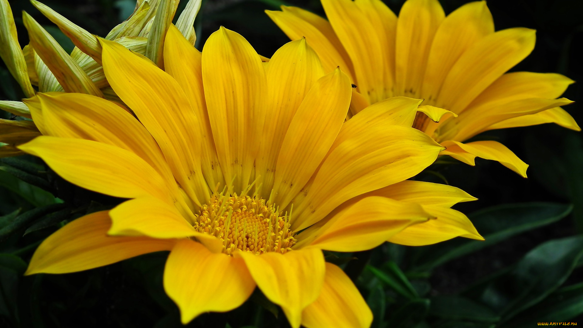 цветы, газания, макро, желтая