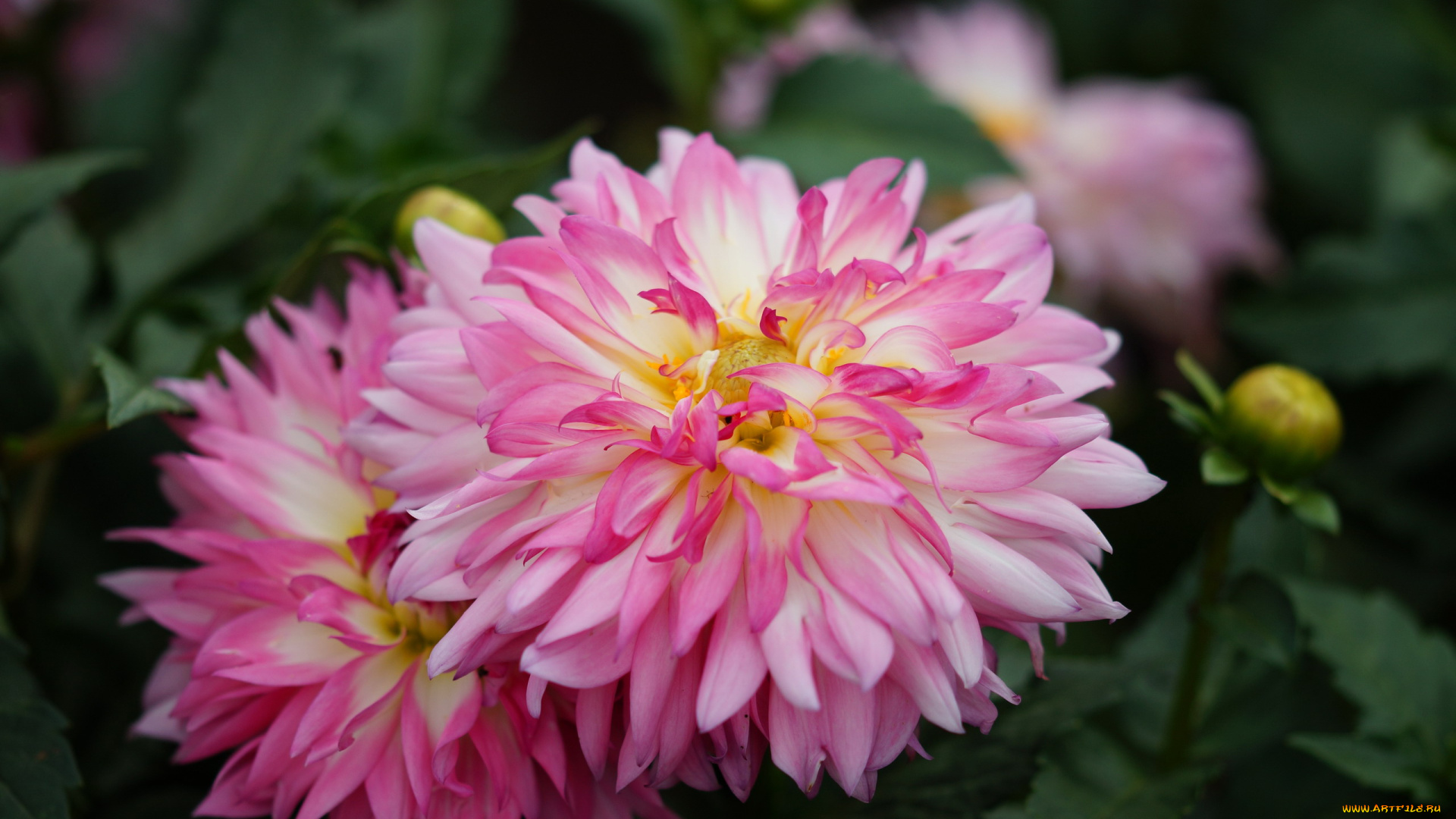 цветы, георгины, розовые, макро