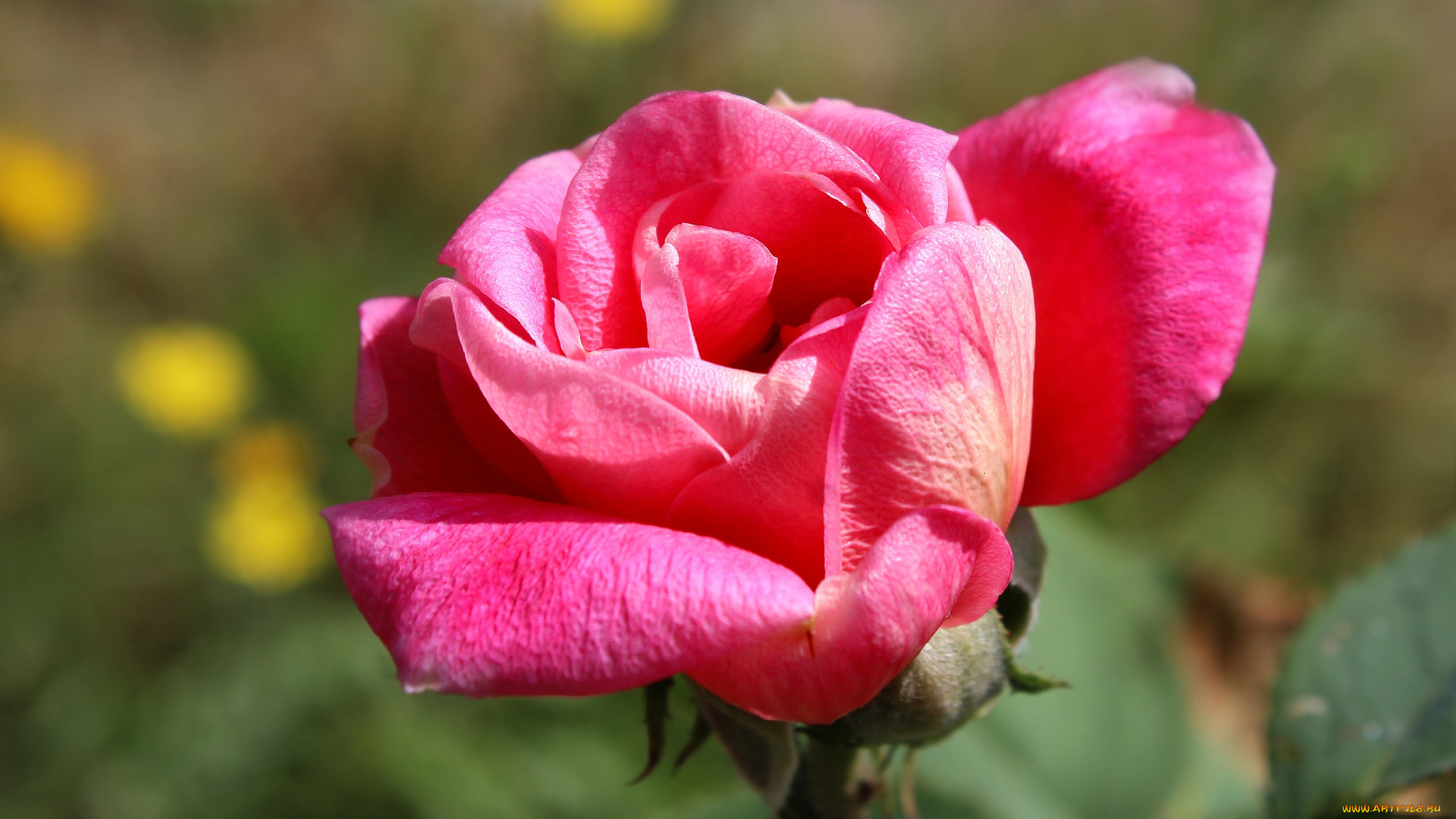 цветы, розы, розовая, роза, макро