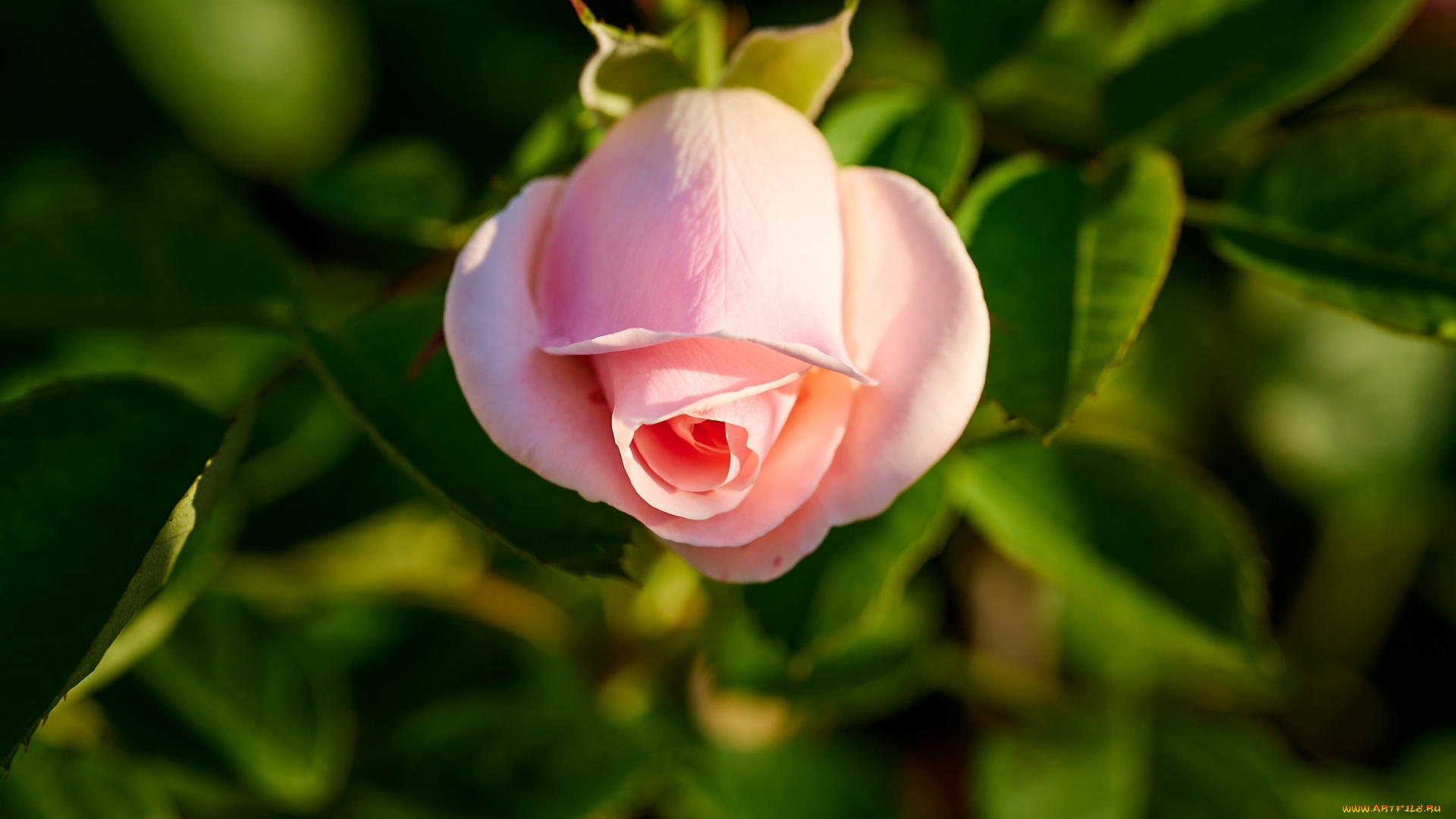 цветы, розы, розовая, роза, макро, бутон