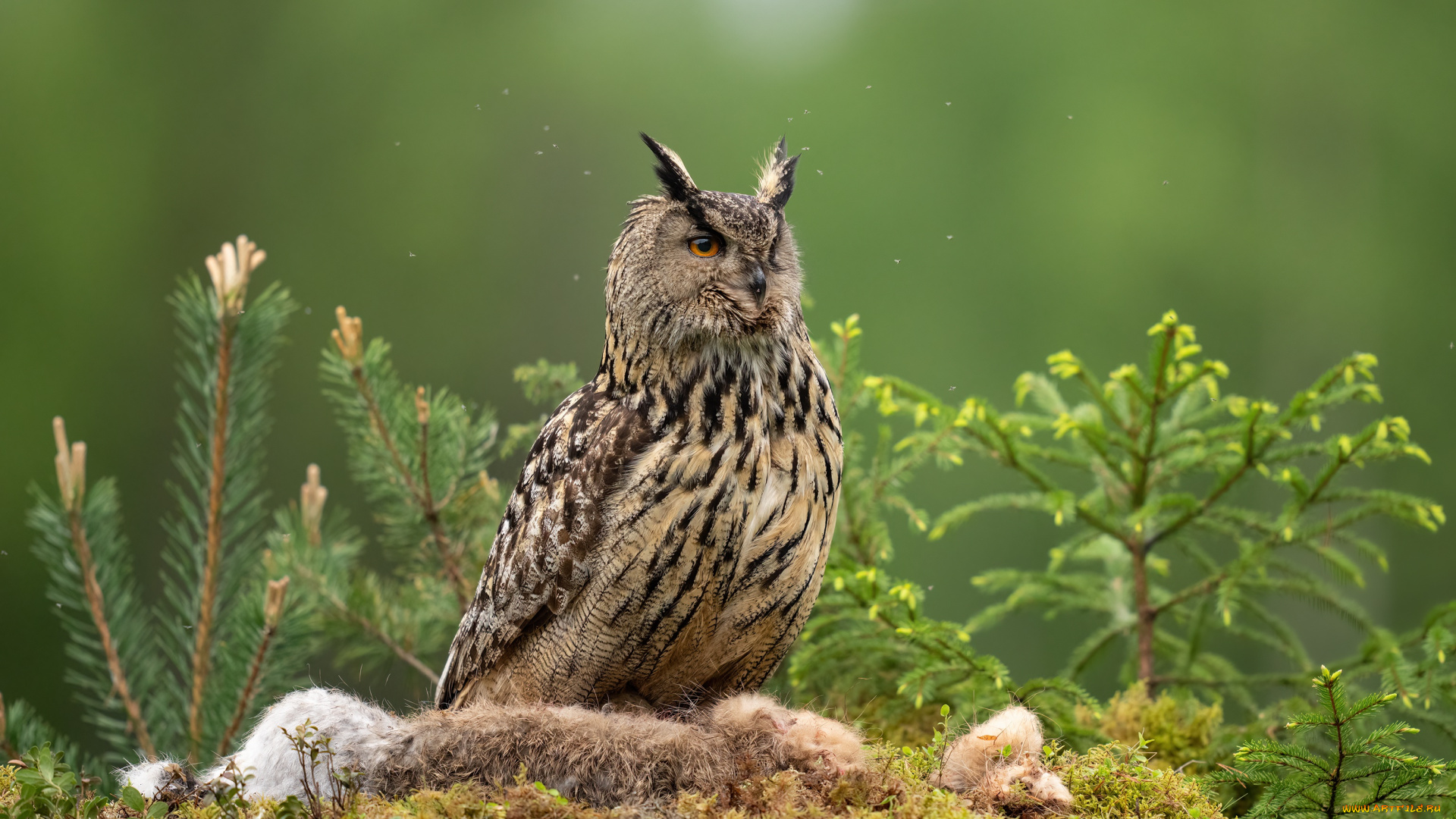животные, совы, взгляд, ветки, сова, птица, мох, хвоя, зеленый, фон, боке, добыча, филин, мошки