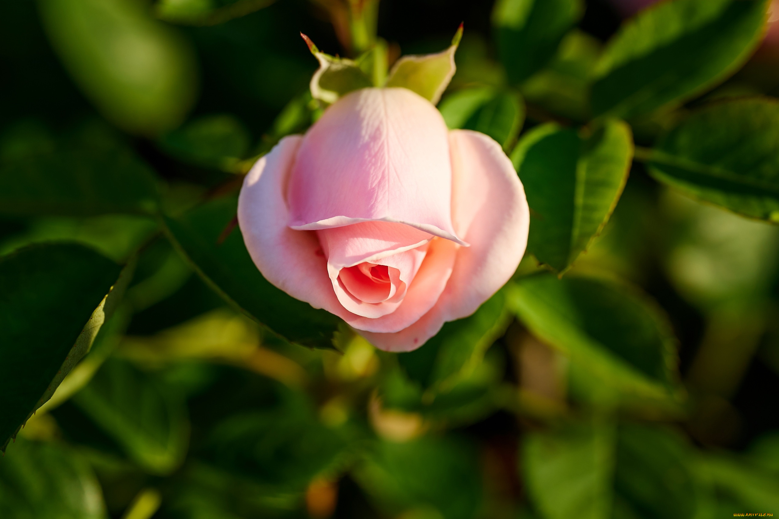 цветы, розы, розовая, роза, макро, бутон