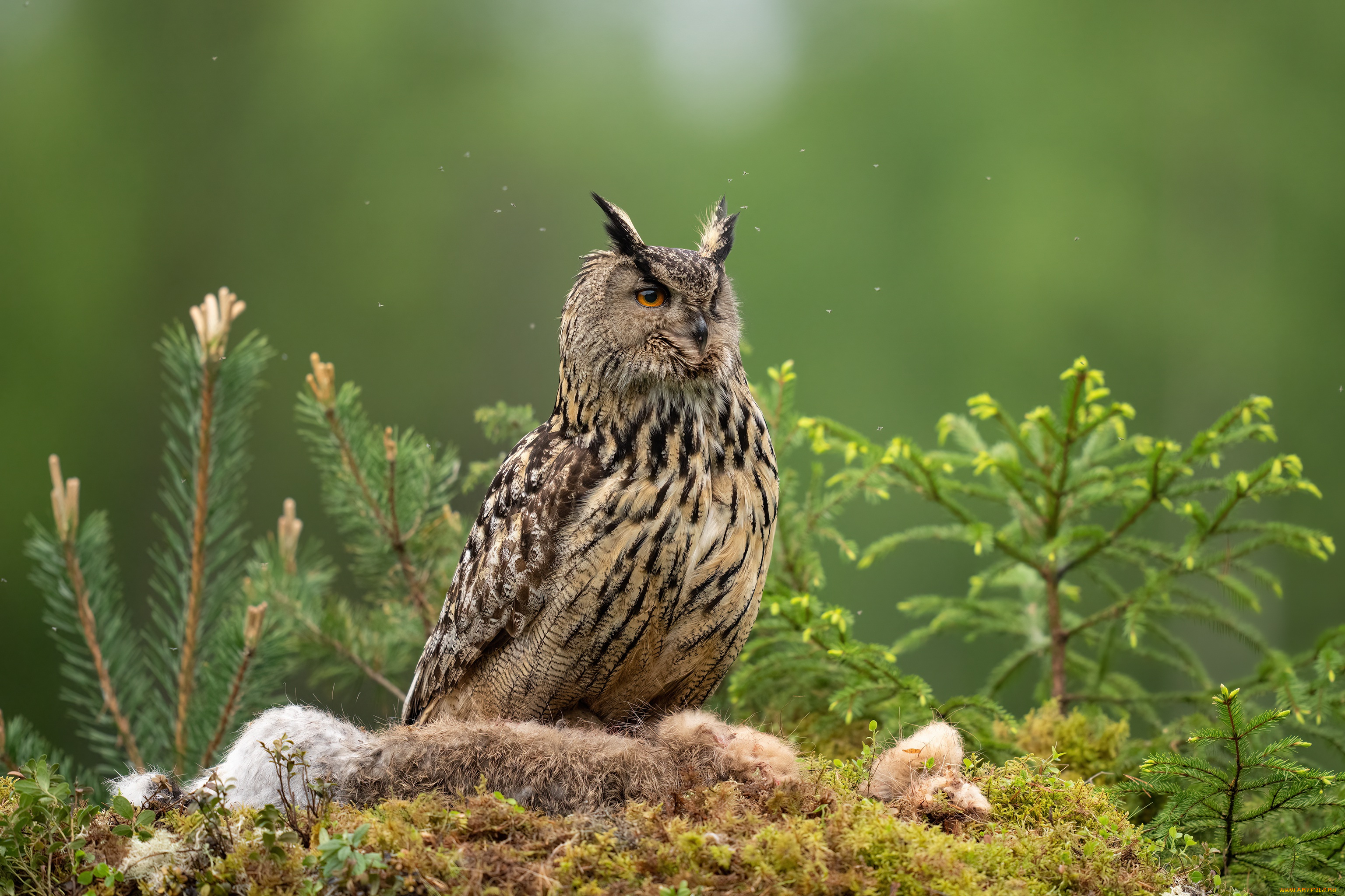животные, совы, взгляд, ветки, сова, птица, мох, хвоя, зеленый, фон, боке, добыча, филин, мошки