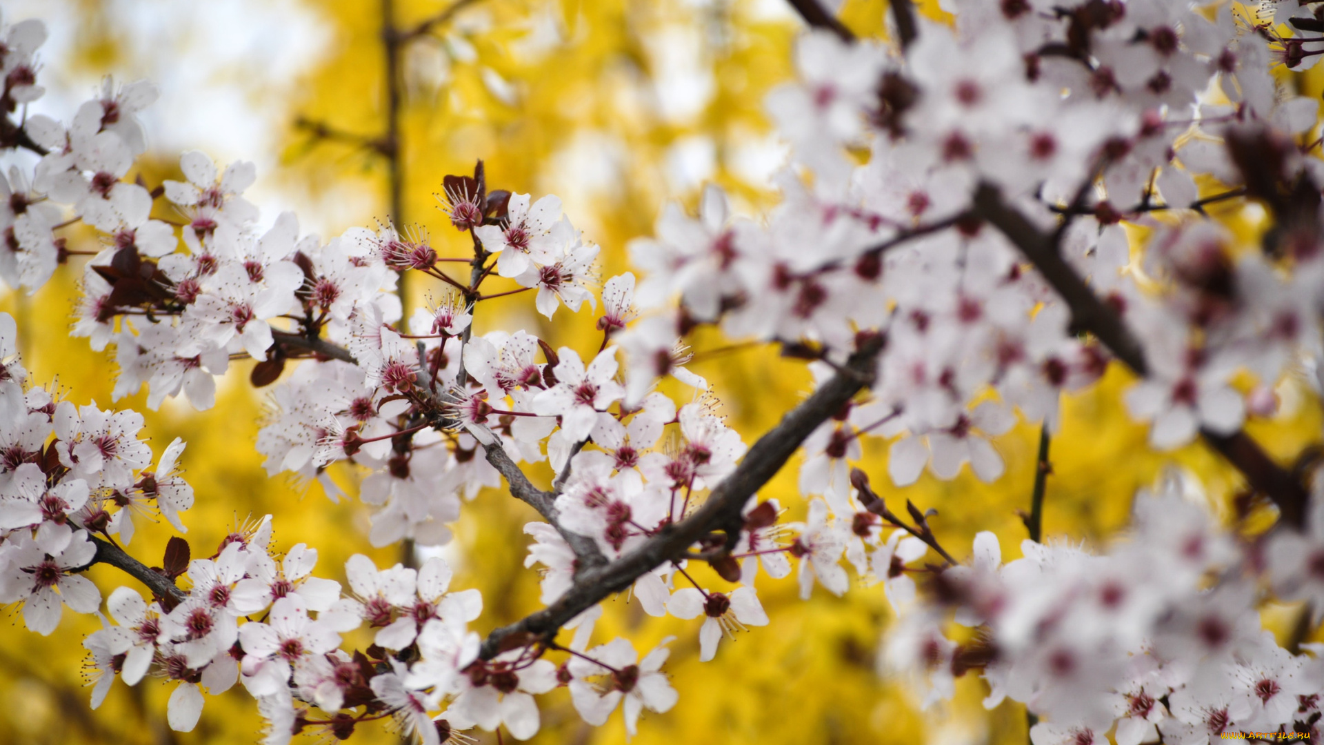цветы, цветущие, деревья, , , кустарники, весна