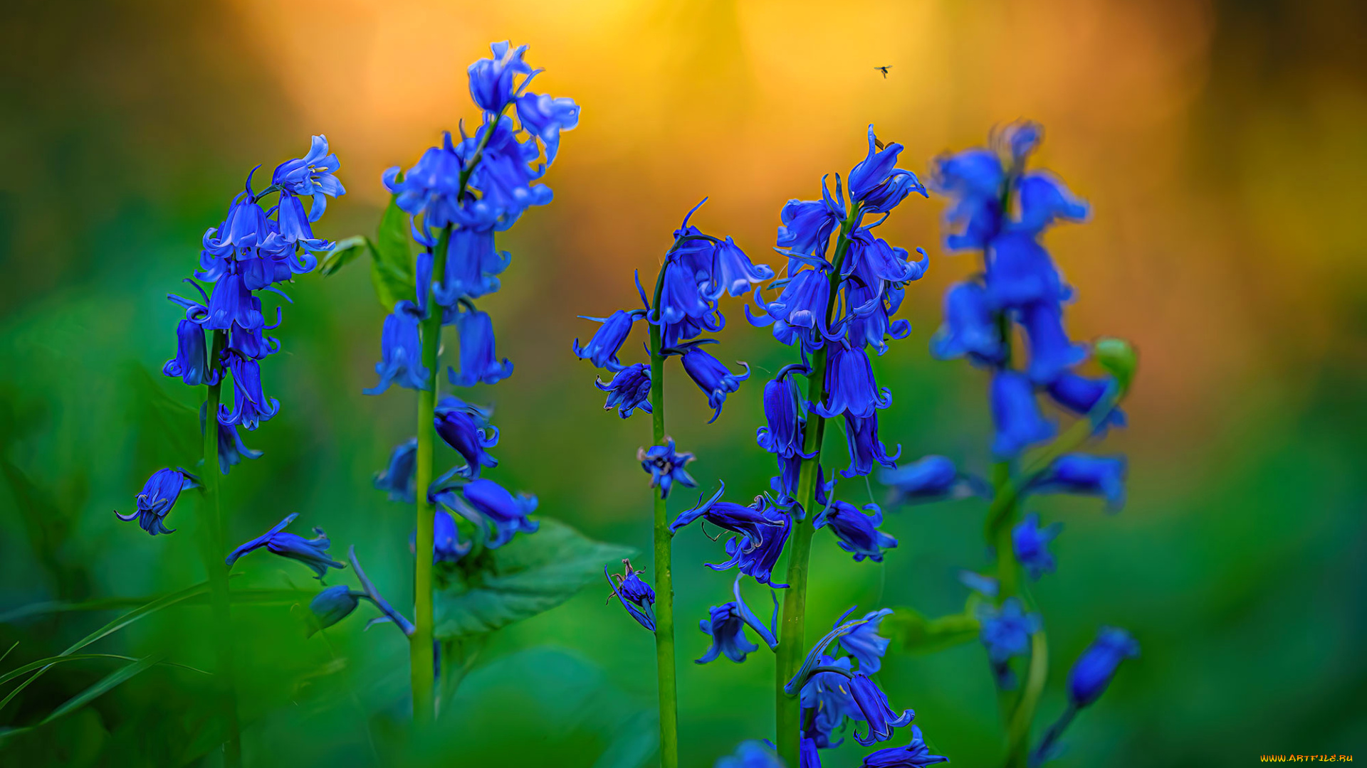 цветы, колокольчики