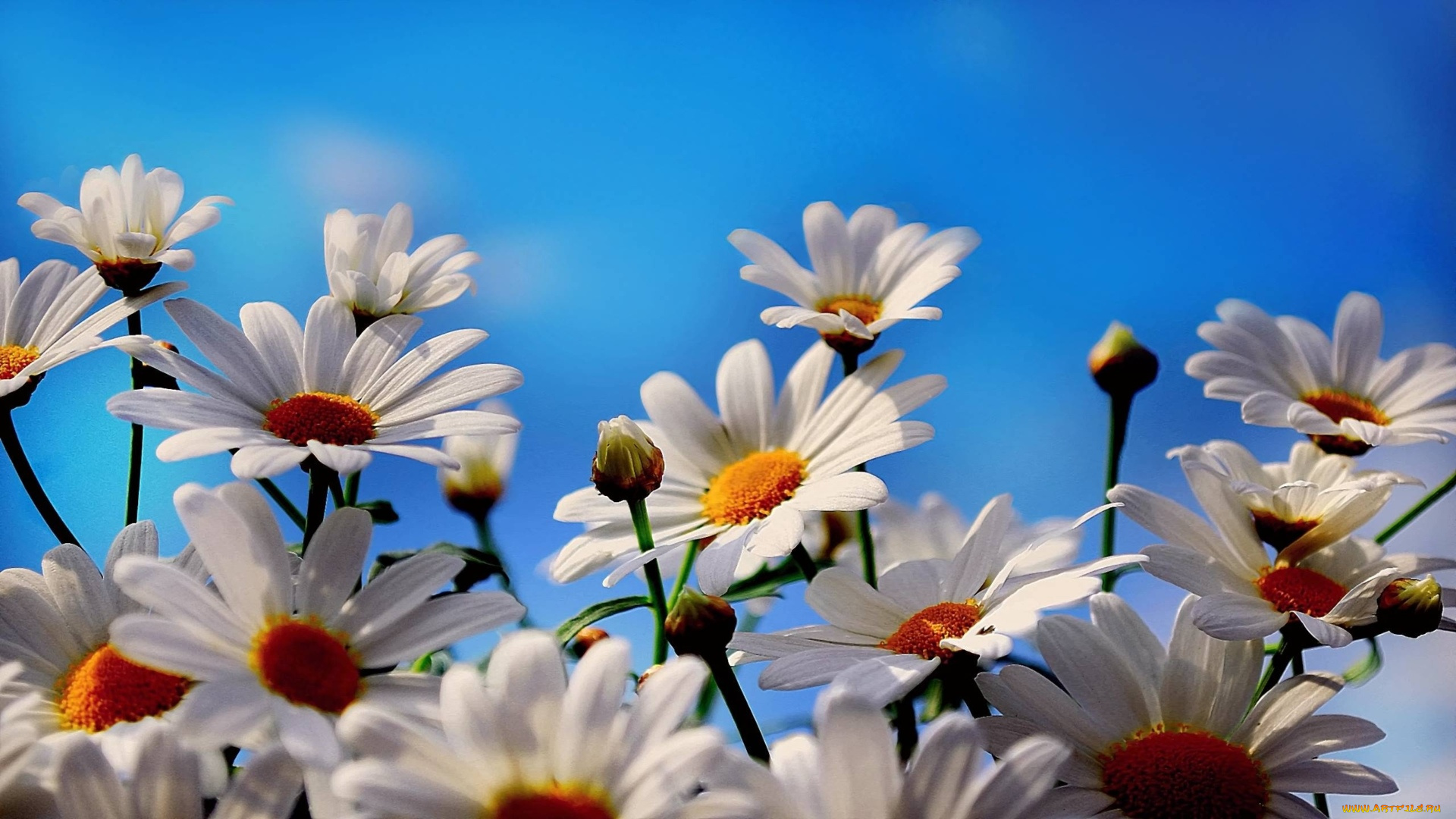 цветы, ромашки