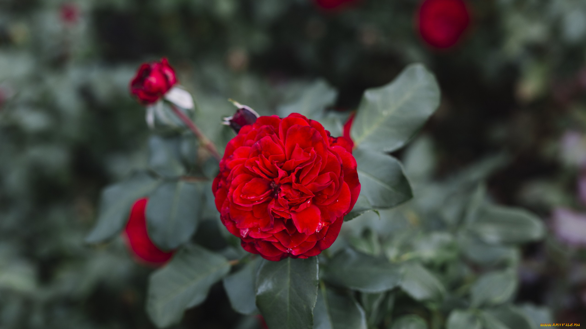 цветы, розы, алая, роза, макро