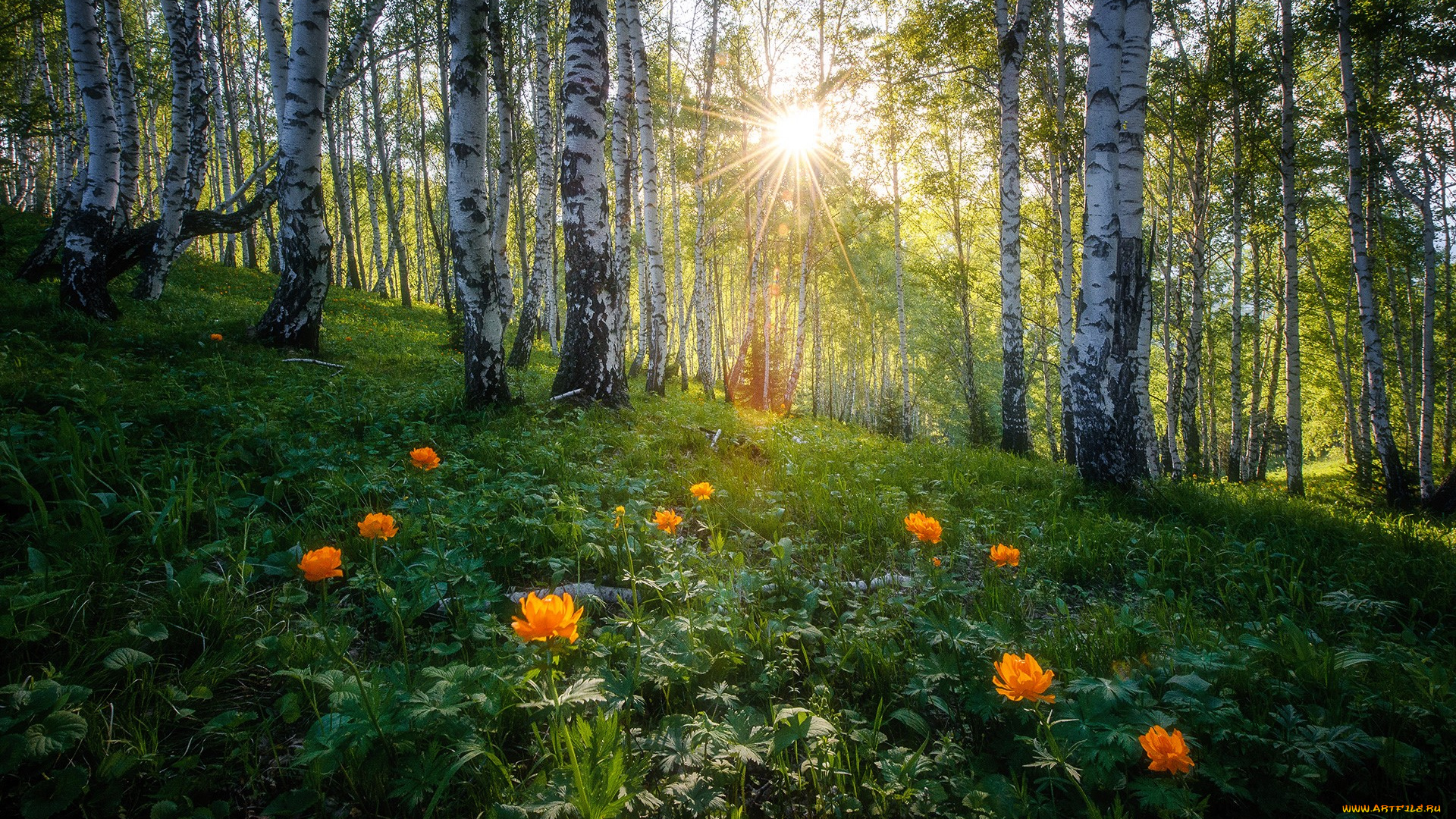 природа, лес, березы, лучи, склон, цветы