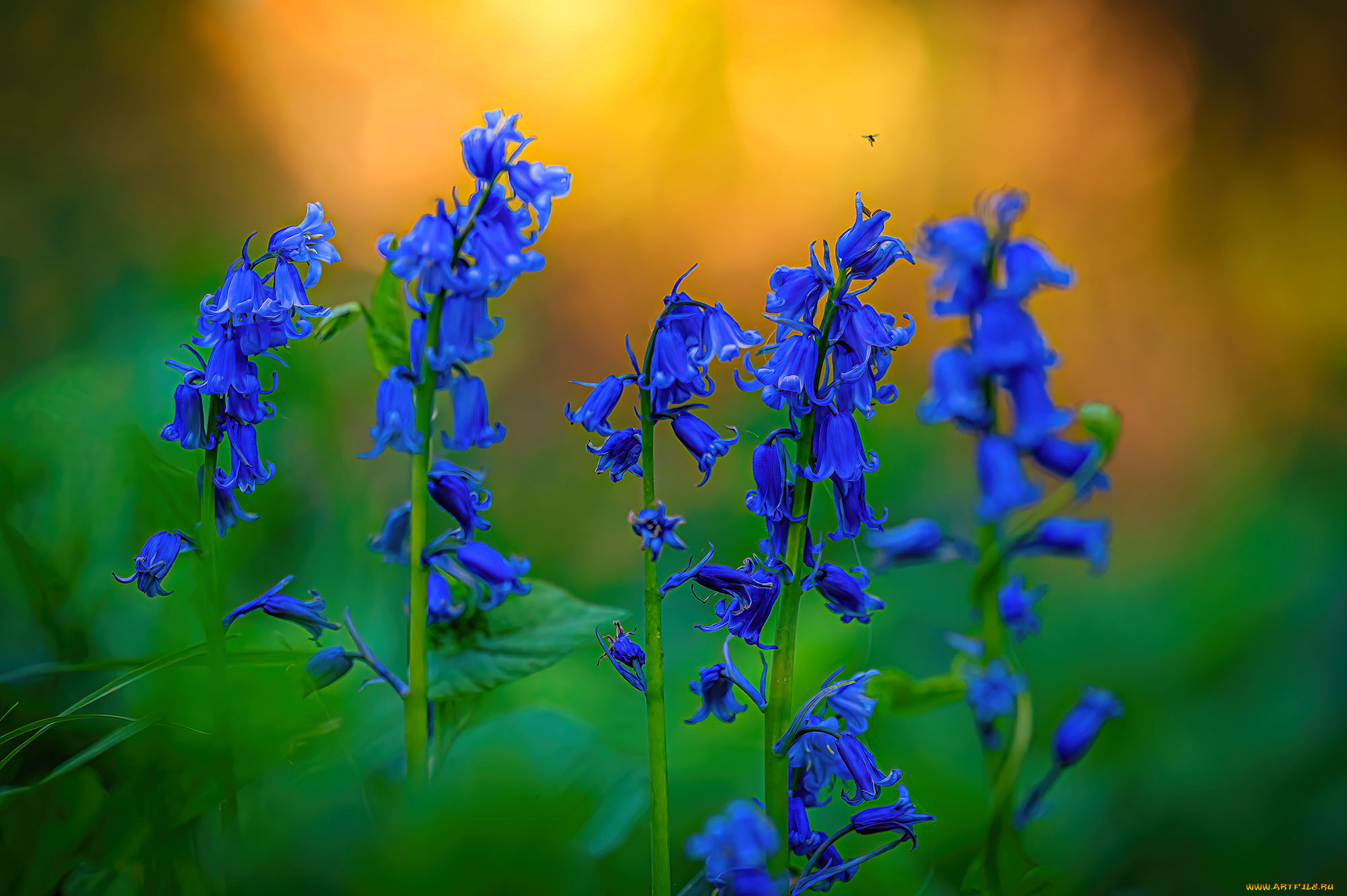 цветы, колокольчики