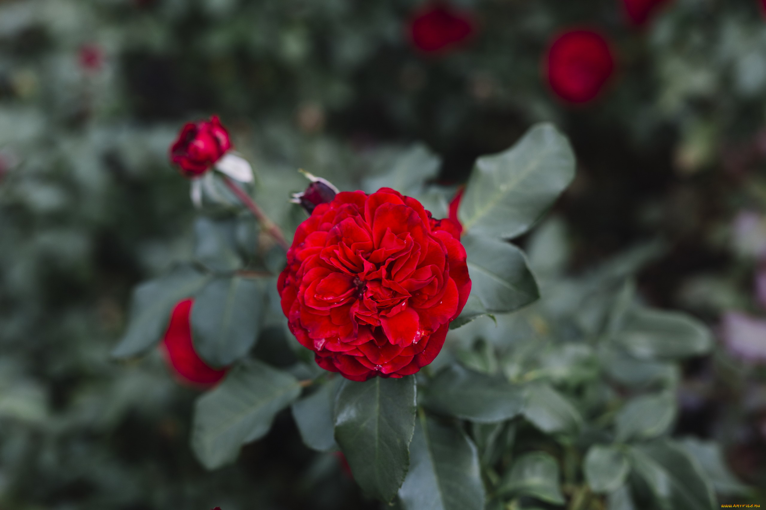 цветы, розы, алая, роза, макро